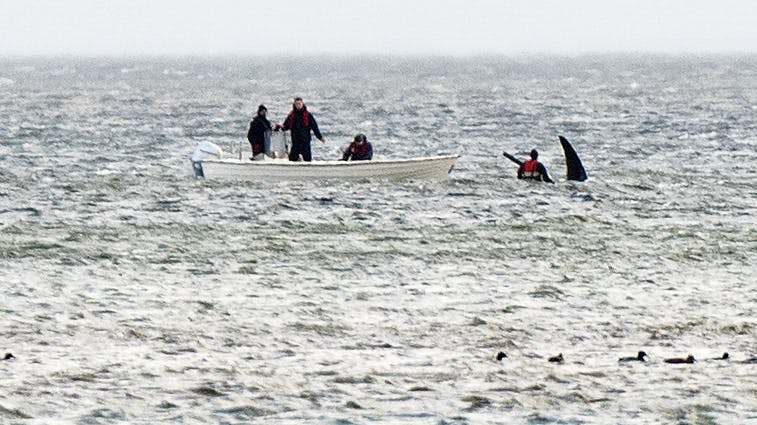 Her er en spækhugger strandet ud for kysten ved Haslevgaarde Strand ved Hadsund fredag den 19. november 2021 (arkivfoto). 