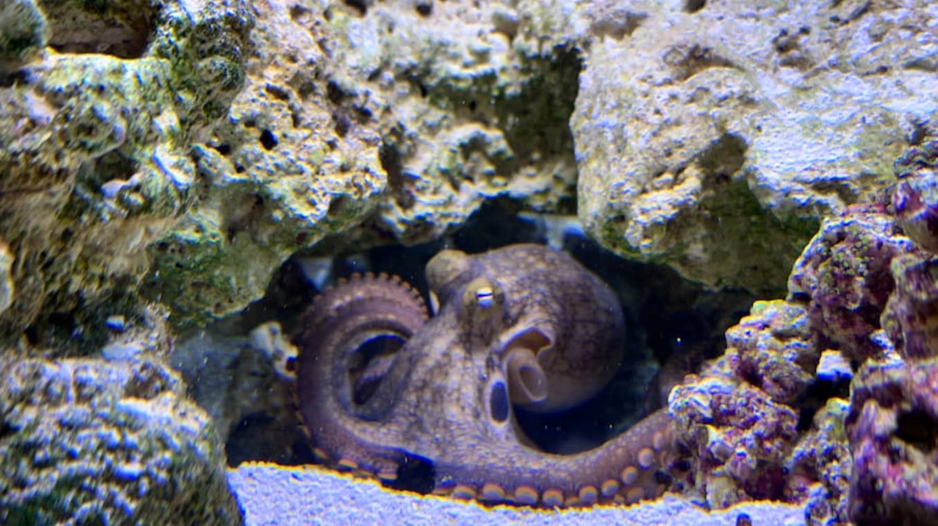 En amerikansk familie købte en blæksprutte som kæledyr – og fik noget af et chok efter et par uger.
