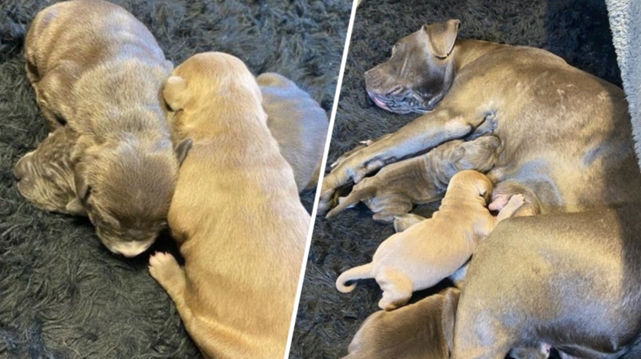 Hunden Mya er blevet genforenet med tre af sine hvalpe – flere dage efter at en ondsindet mand valgte at sælge dem, mens de var alt for små. 