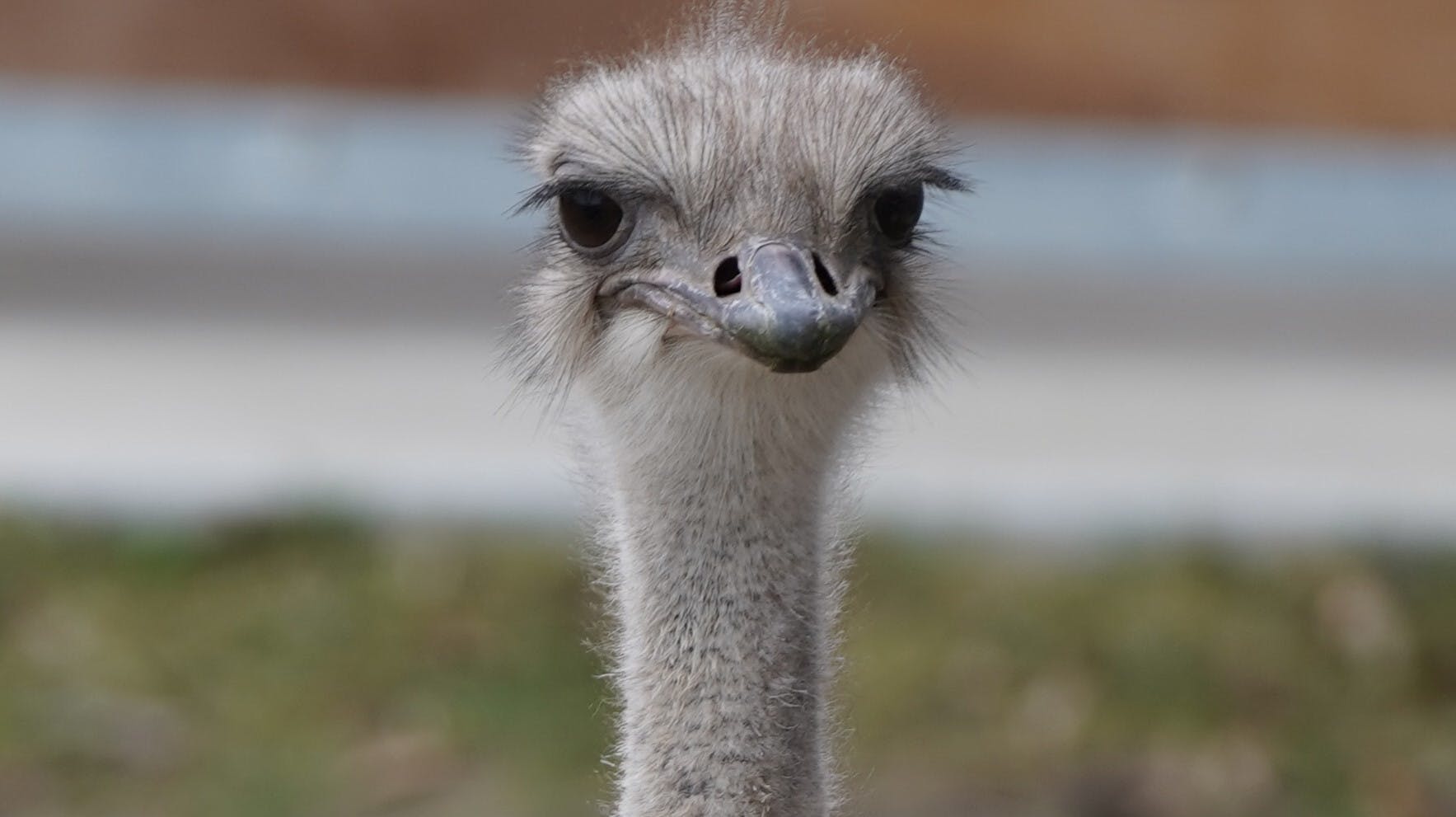 Topeka Zoo har for kort tid siden mistet én af sine mest elskede beboere: Havens elskede og livsglade struds Karen er død i en ubegribelig ulykke.&nbsp;