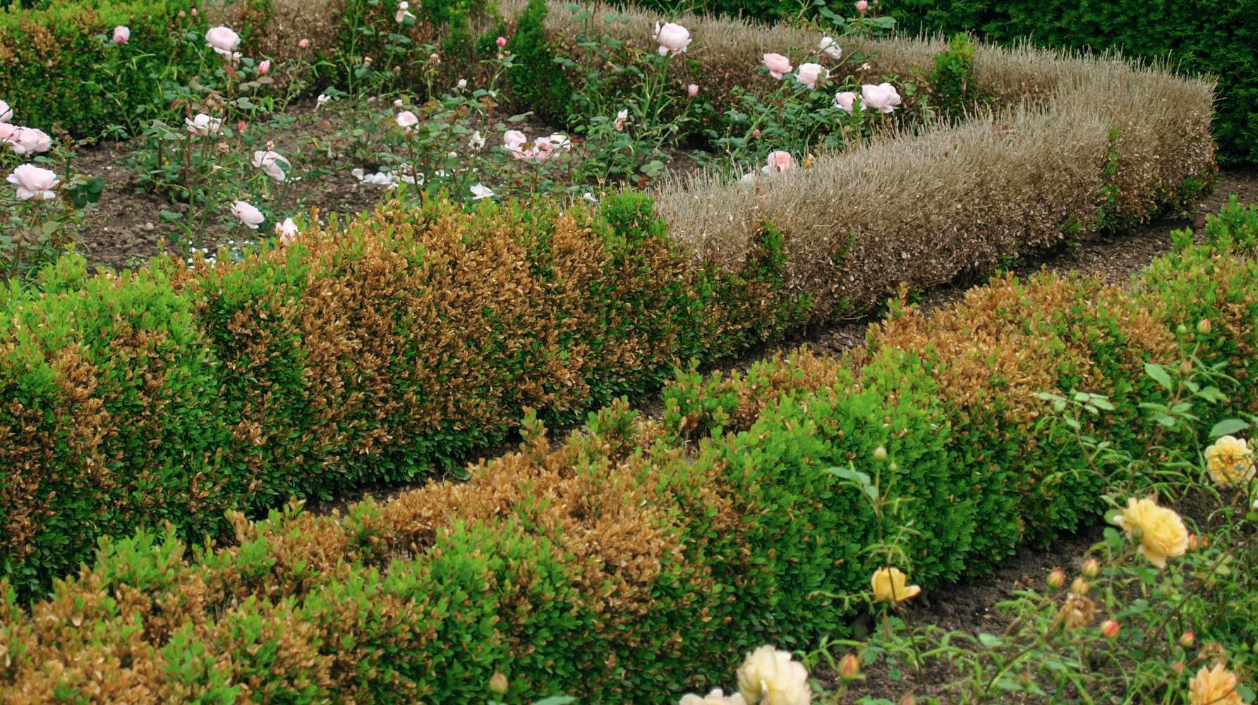 Haven september 2022. Buksbomkvistdød