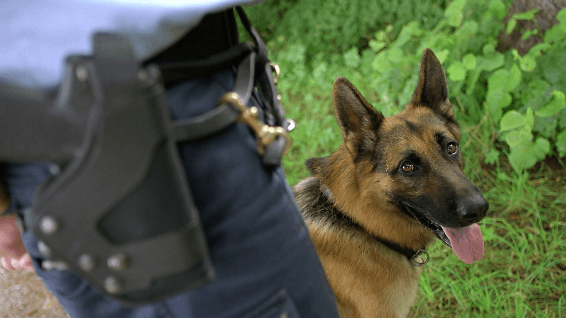 Sidste år blev en mand angrebet af en politihund, mens han var ved at lægge sig ned. Han indgav efterfølgende en klage til Den Uafhængige Politiklagemyndighed. Det gjorde 983 andre også i 2023. (Arkivfoto)