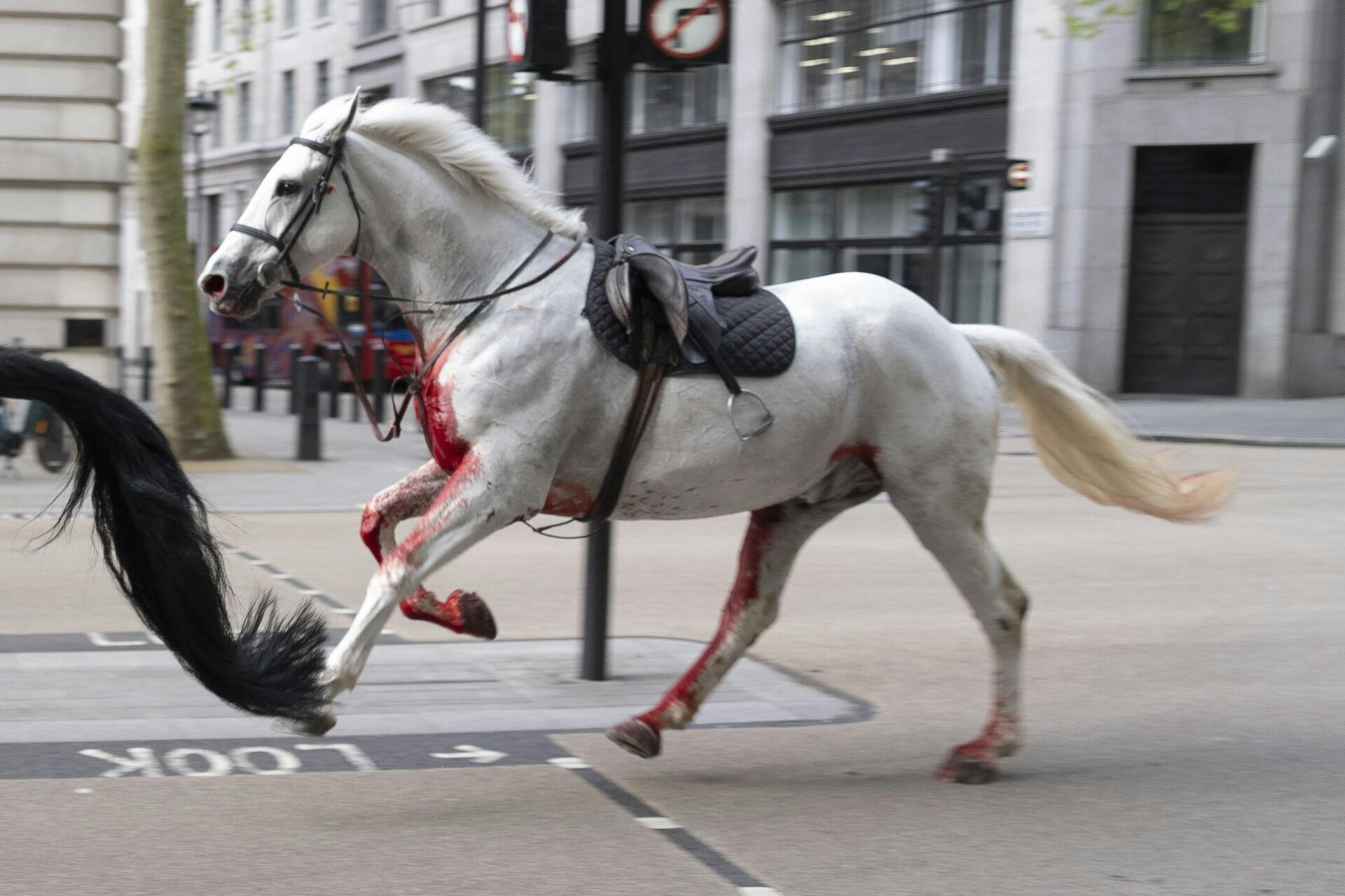 I alt fem heste gik i panik, da de gik gennem Londons gader onsdag.