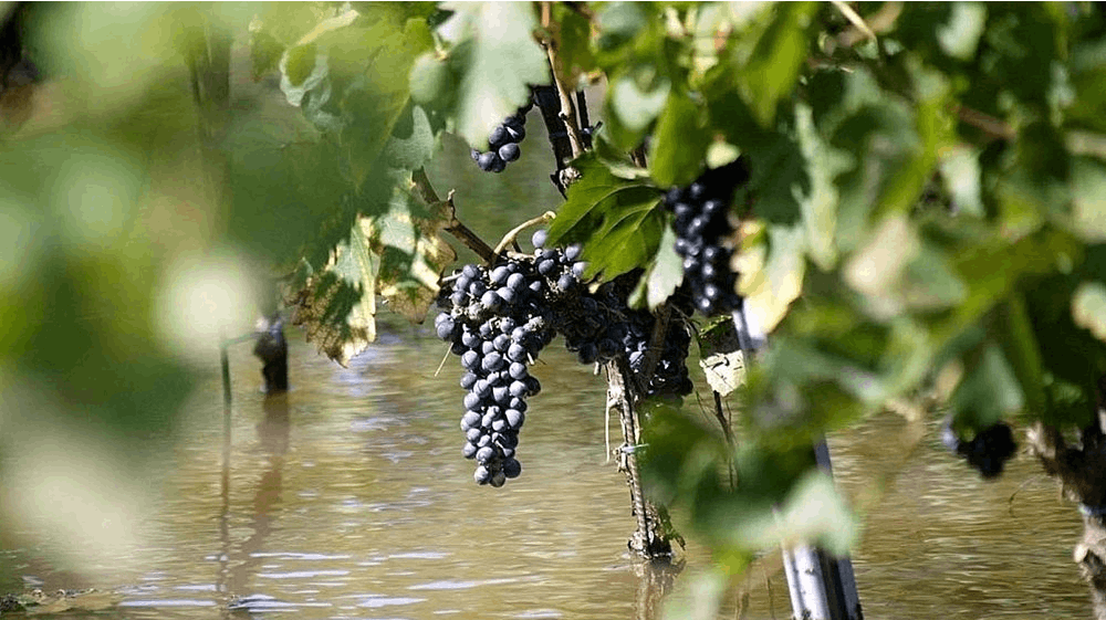 Sidste års ekstreme vejr var blandt andet med til at give dårligste vinproduktion i 62 år.