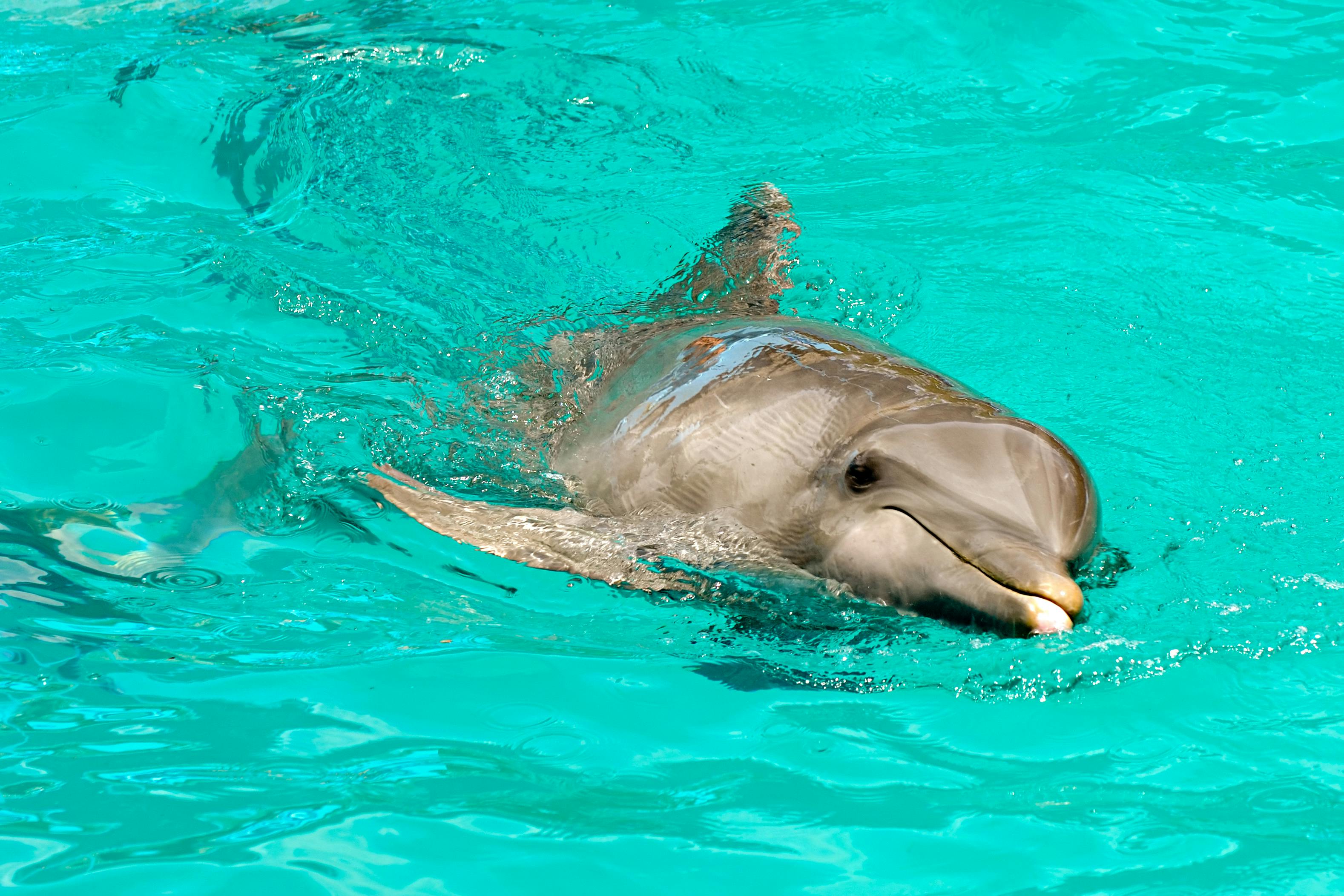 En delfin er blevet skudt i hovedet. Der er ikke tale om delfinen på dette billede.