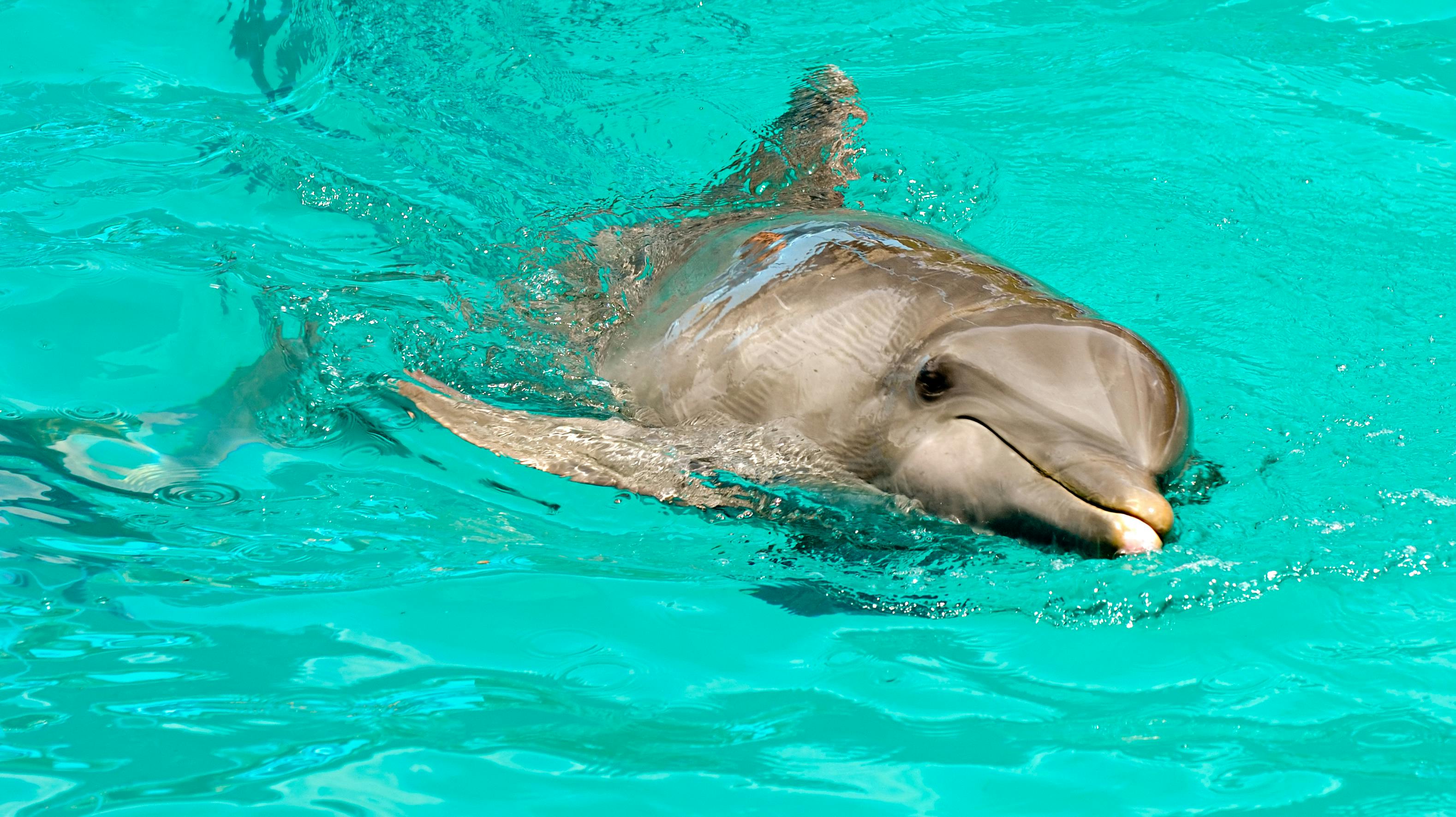 En delfin er blevet skudt i hovedet. Der er ikke tale om delfinen på dette billede.