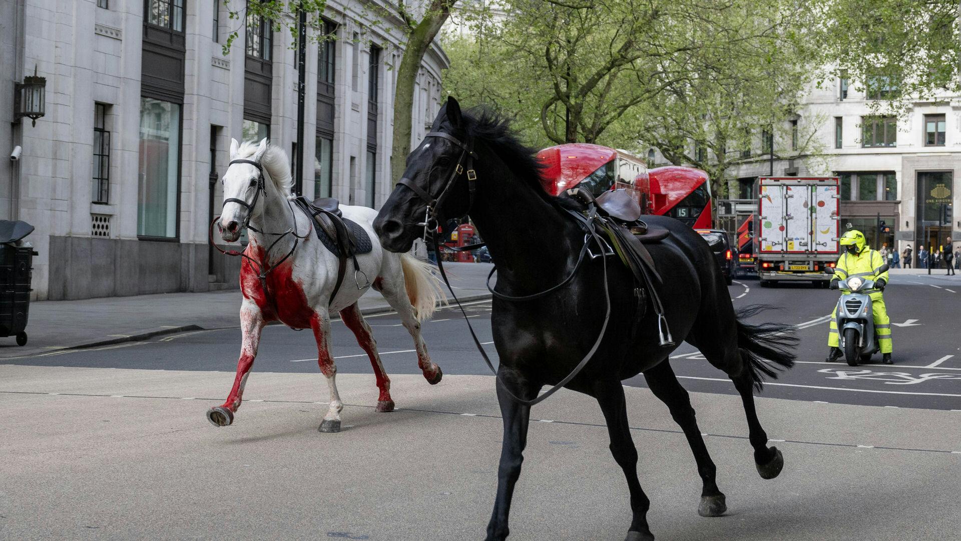 Det så både blodigt og uhyggeligt ud, da hestene løb rundt i London.