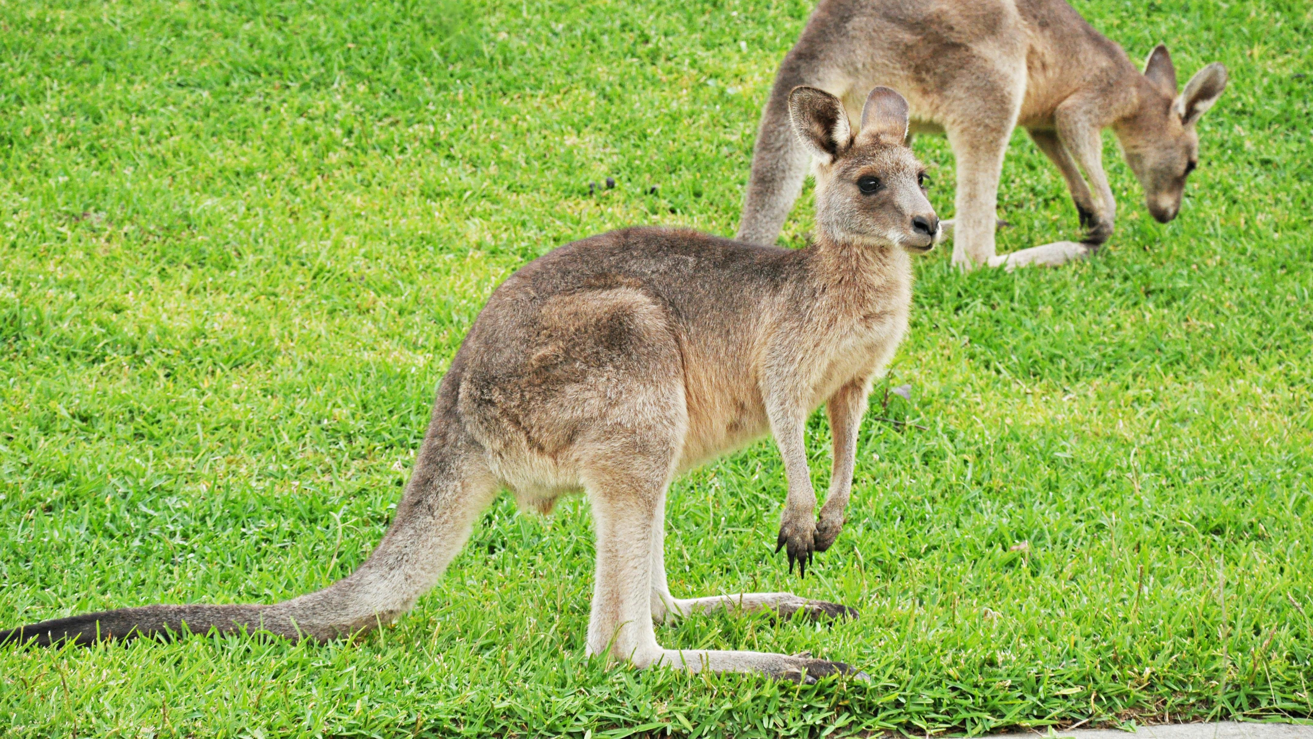 Two Kangaroos on green grass