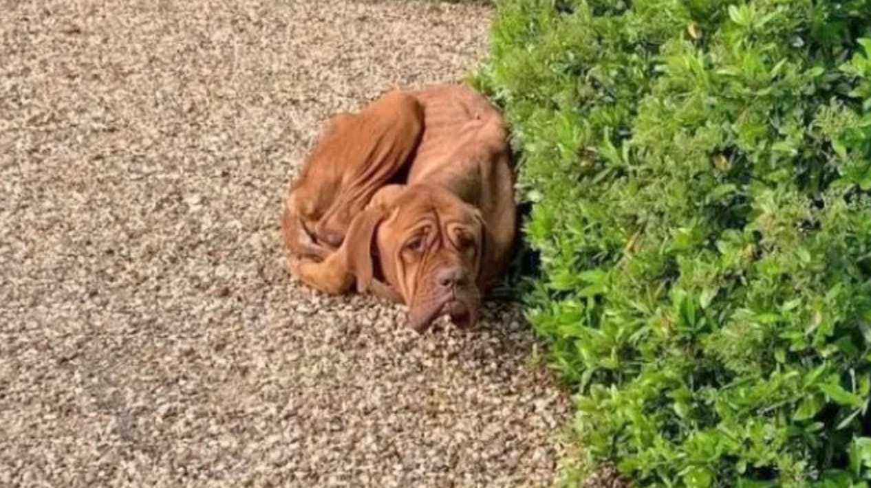 Emma gjorde forleden et hjerteskærende fund i sin indkørsel: En alt for tynd hund lå helt alene og forladt. 