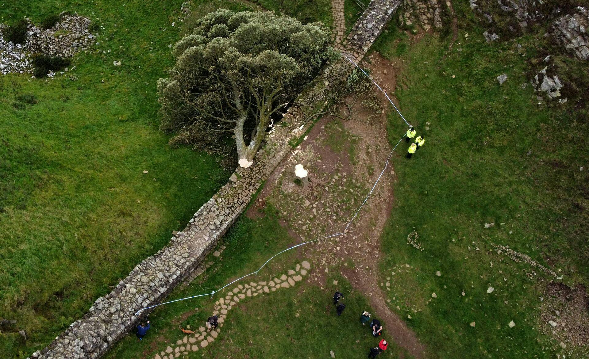 Politiet har tiltalt to mænd for at have fældet det ikoniske Sycamore Gap-træ i september sidste år.