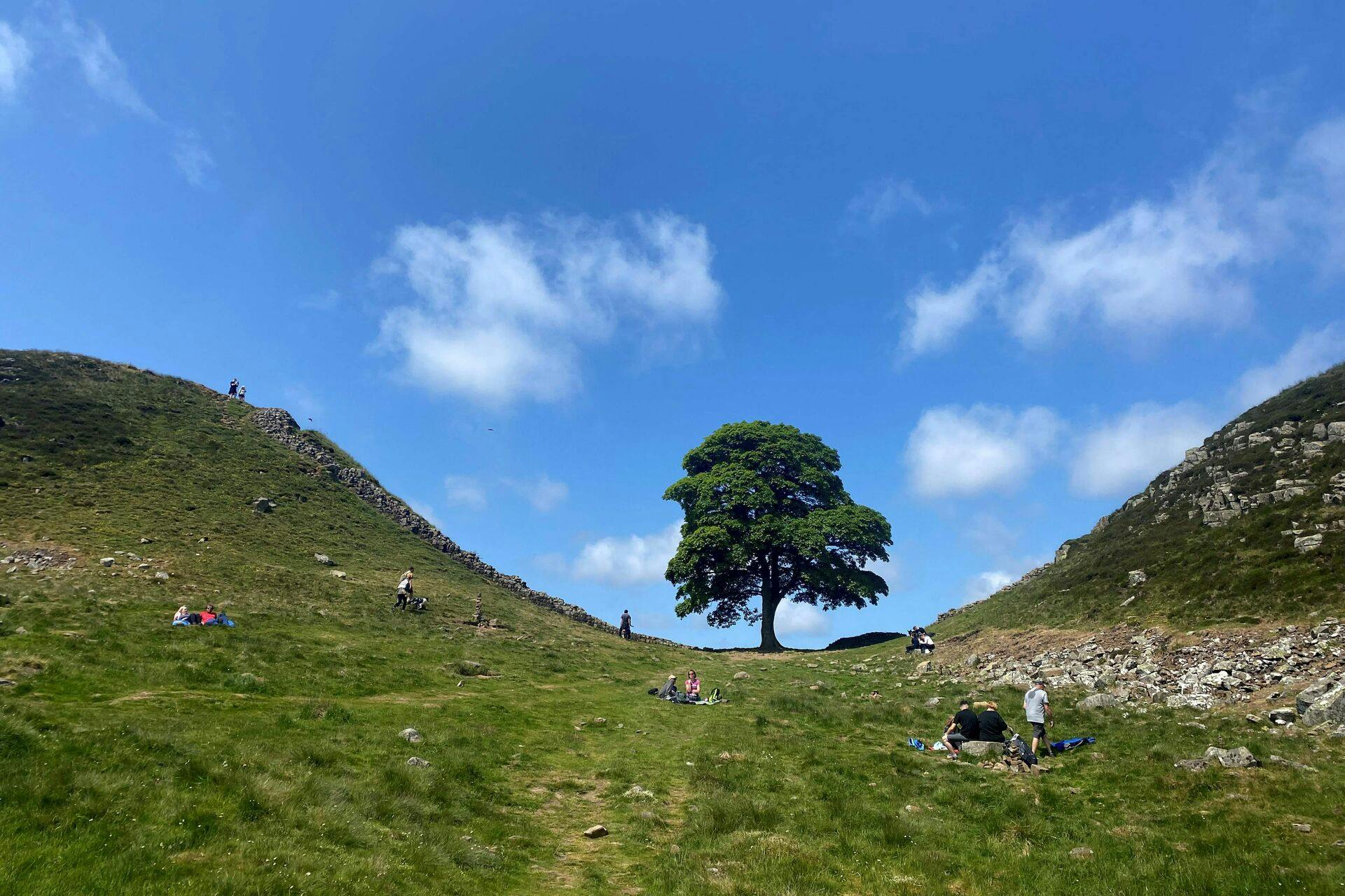 A picture taken on June 4, 2023 shows the Sycamore Gap tree along Hadrian's Wall near Hexham, northern England. One of the UK's most photographed trees, located next to the Roman-era Hadrian's Wall in northeast England, has been "deliberately felled, " the authority responsible for the local National Park said on September 28, 2023. (Photo by Oli SCARFF / AFP)