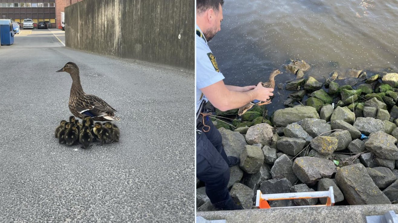 Politiet valgte at "and-holde" andemor og hendes ællinger og eskortere dem væk. 