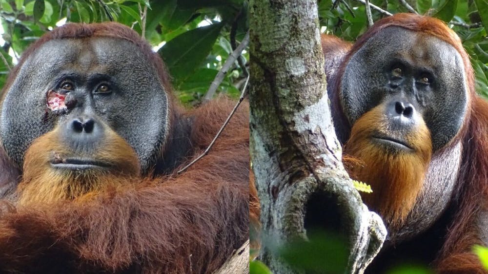 Billeder før og efter orangutangen Rakus har behandlet sit sår under højre øje med den medicinske plante Fibraurea tinctoria.