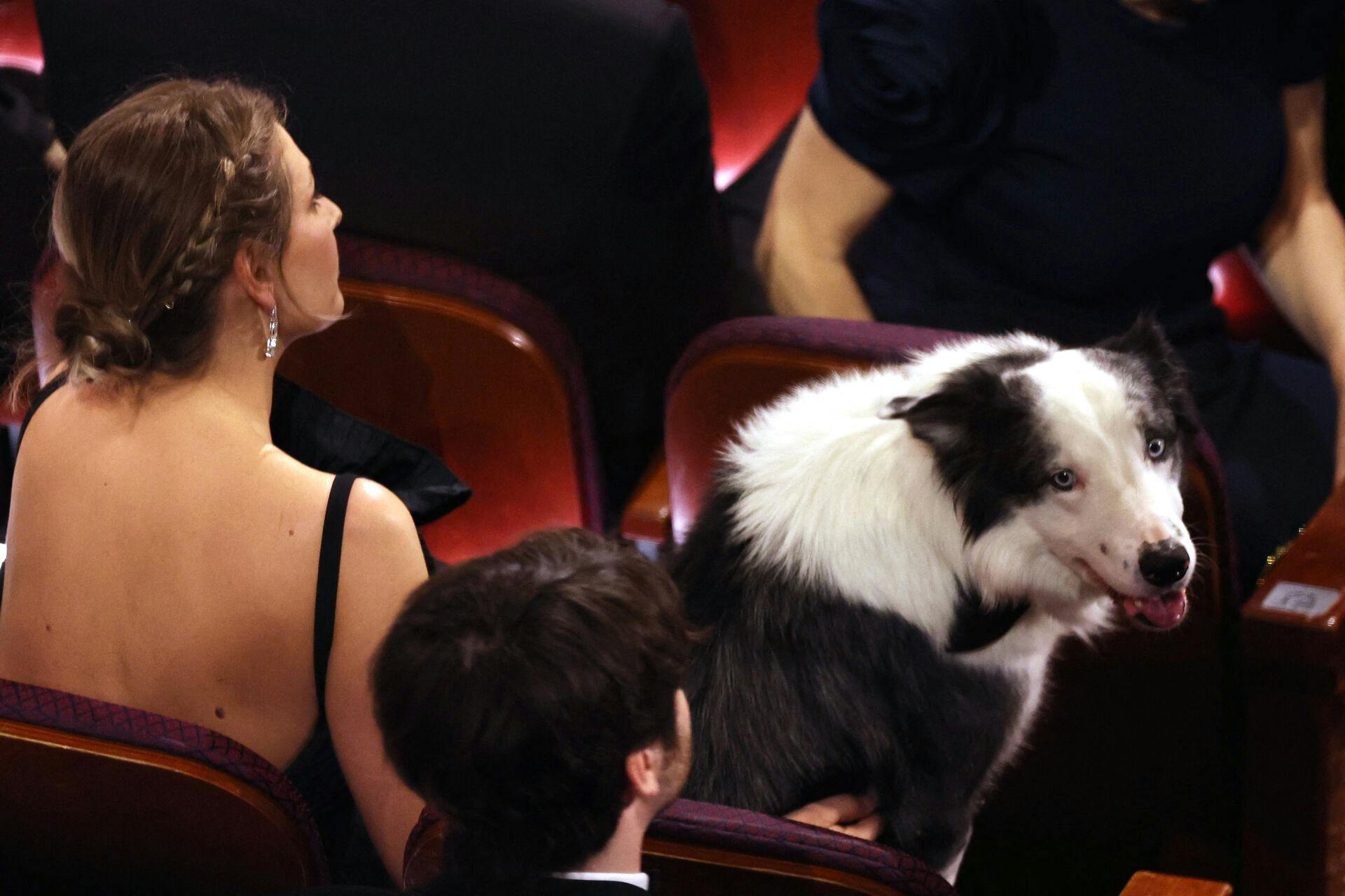 Messi the dog from "Anatomy of a Fall" sits in the audience before the Oscars show at the 96th Academy Awards in Hollywood, Los Angeles, California, U.S., March 10, 2024. REUTERS/Mike Blake