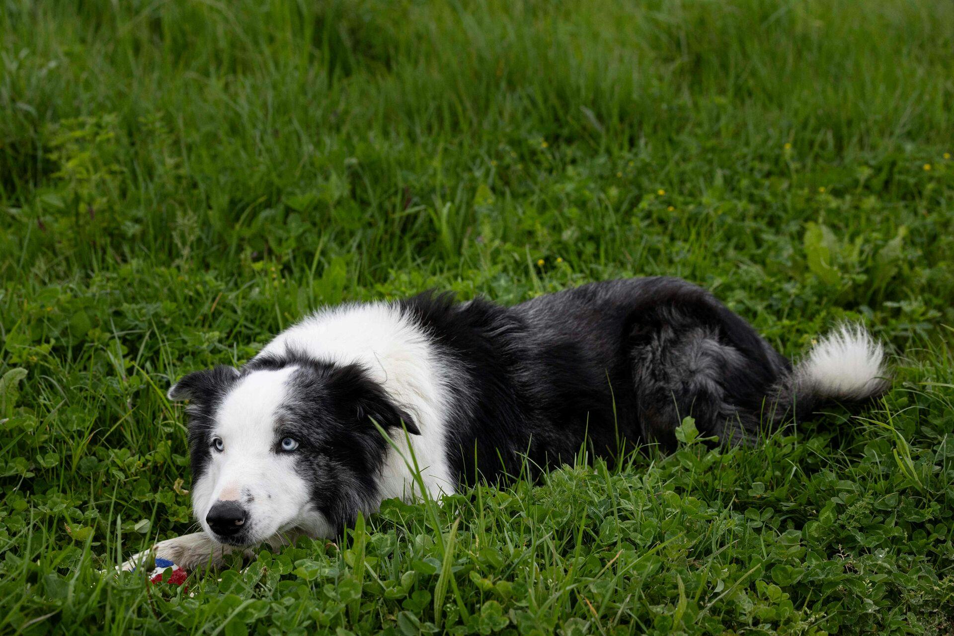 (FILES) Messi, the dog in the film 'Anatomie d'une chute' (Anatomy of a fall) is pictured in Menucourt, Paris suburb on May 2, 2024. (Photo by ALAIN JOCARD / AFP)