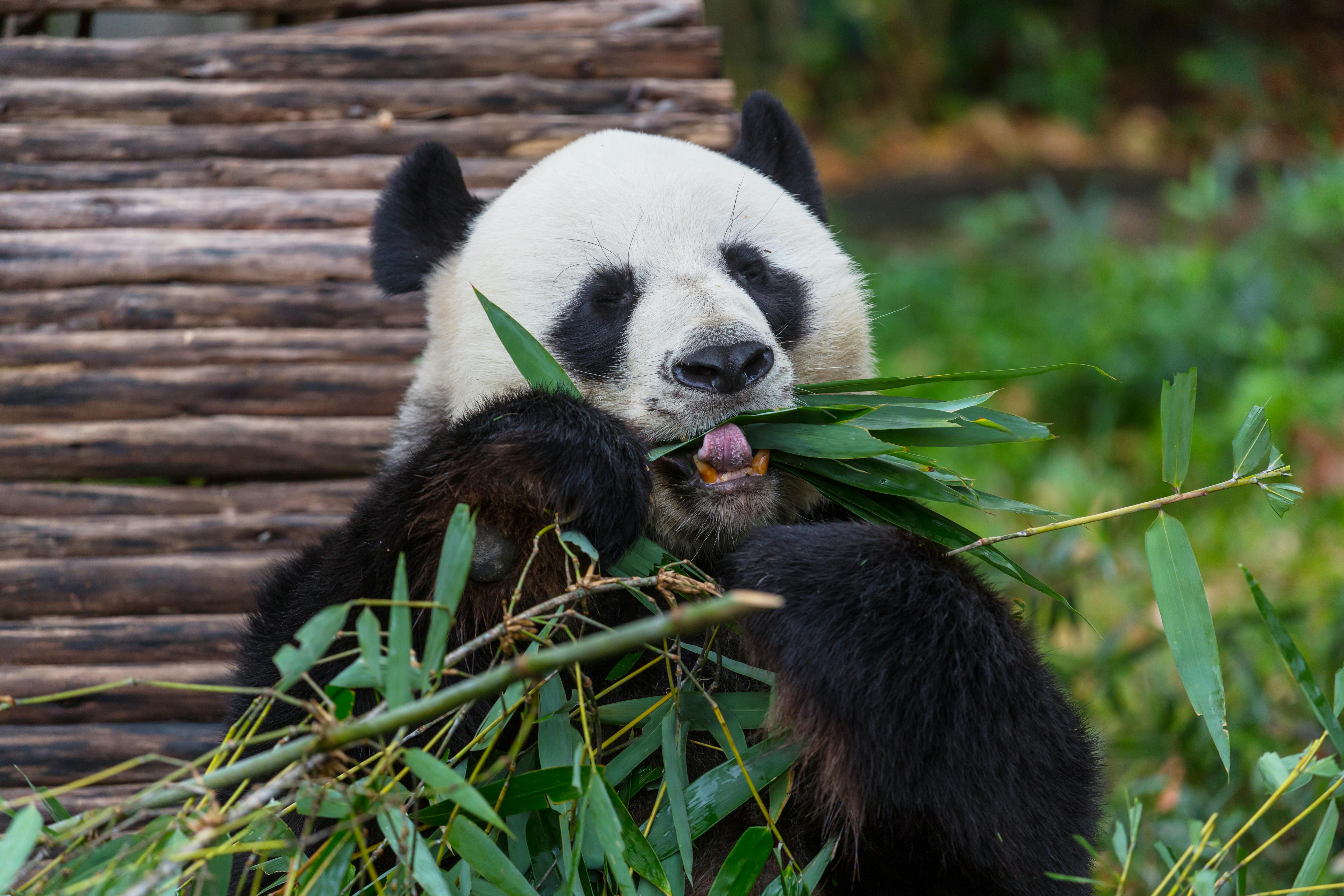 Pretty Giant Panda