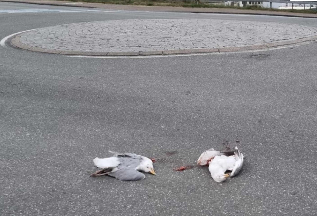 Nancy Frich tog dette billede af det døde mågepar i Hvide Sande.&nbsp;