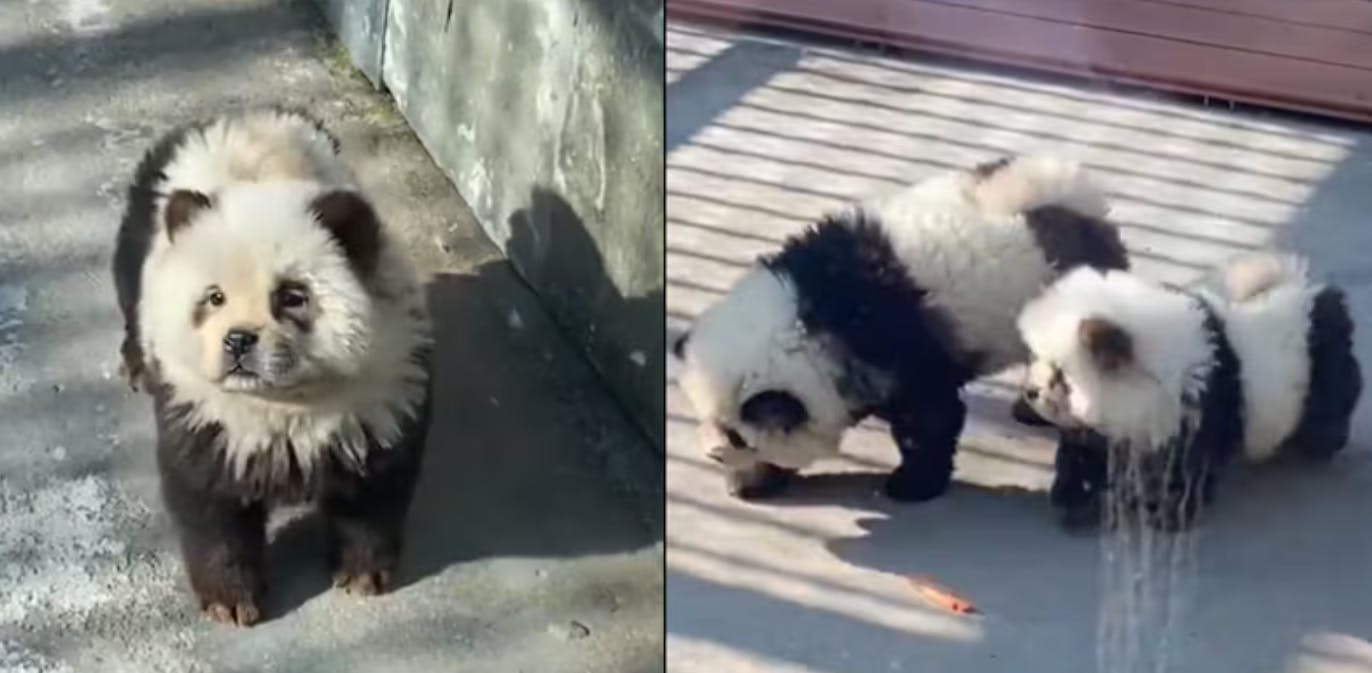 De flot-farvede "pandaer" i Taizhou Zoo i Kina.