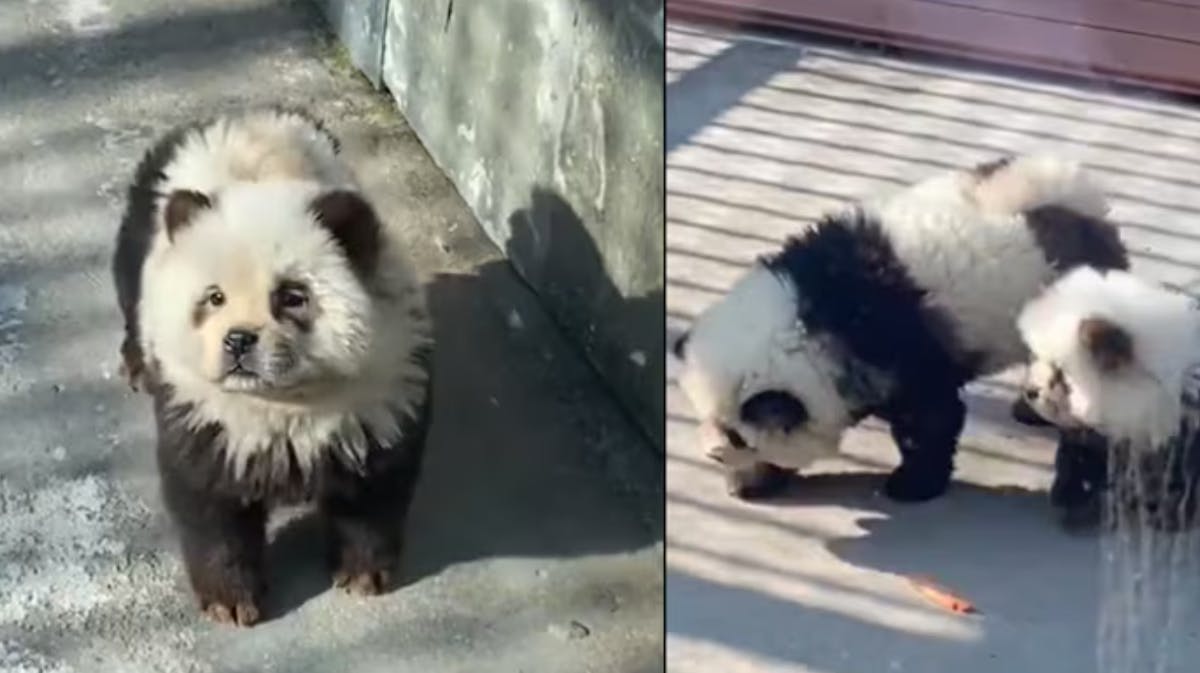 De flot-farvede "pandaer" i Taizhou Zoo i Kina.