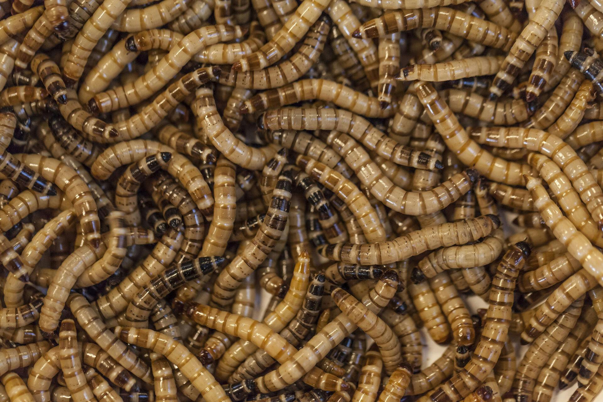 Landbrugsstyrelsen vil have danskere til at anmelde fund af larver i maden.