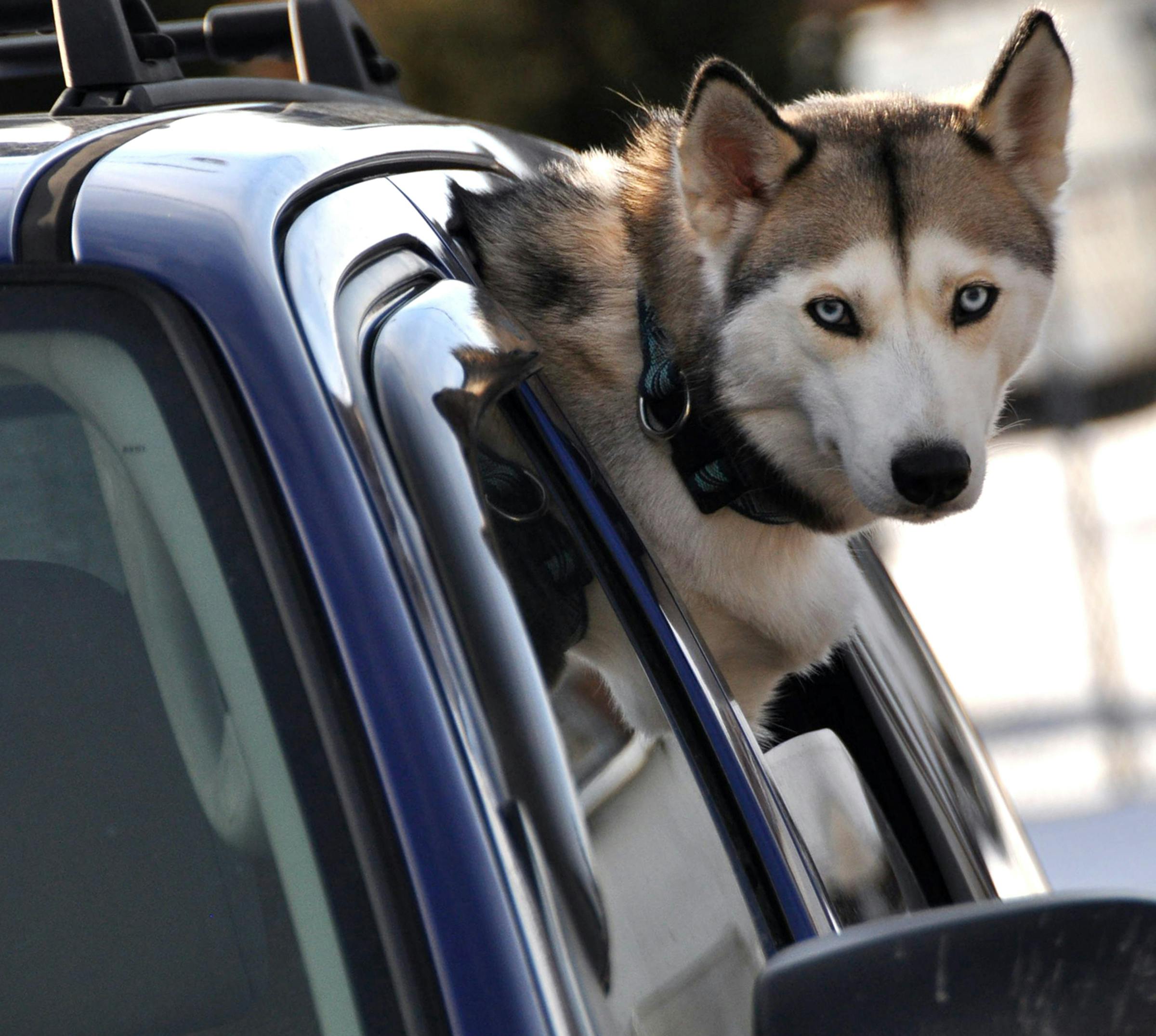 Hundeejere opfordres til at tage deres hund med, når de forlader deres bil. 