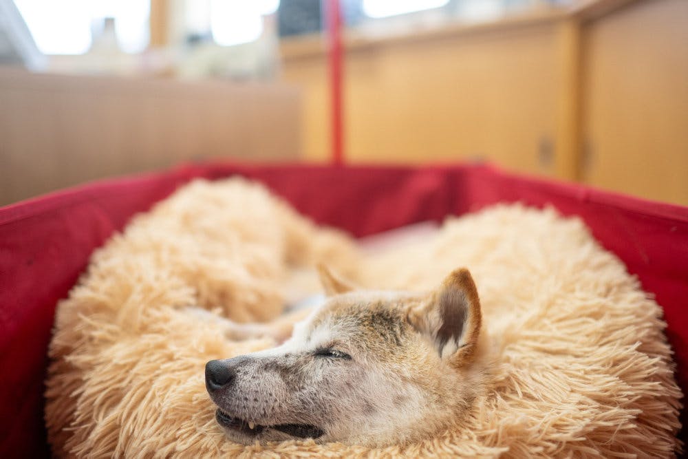 Kabosu, der lægger ansigt til en kendt meme og kryptovalutaen dogecoin, døde fredag. (Arkivfoto).&nbsp;&nbsp;