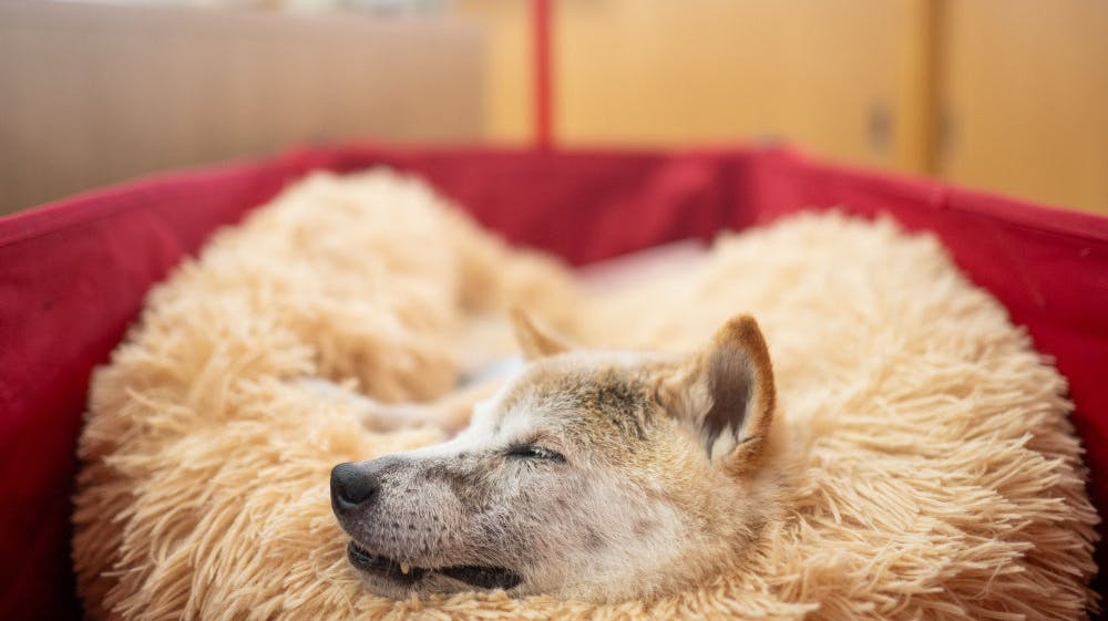 Kabosu, der lægger ansigt til en kendt meme og kryptovalutaen dogecoin, døde fredag. (Arkivfoto). 