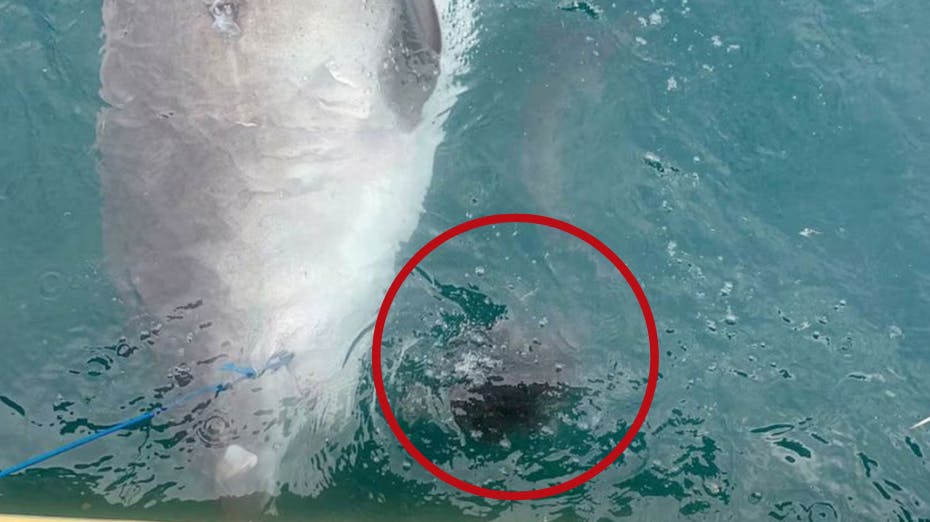 Forskere fik et chok af de større, da de så, hvad en tigerhaj pludselig kastede op.