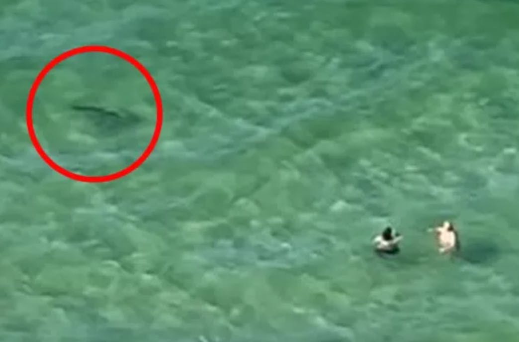 De seneste uger har Florida været ramt af flere hajangreb – alligevel går folk i vandet trods advarsler. Denne video viser, hvordan de badende ikke opdager, at der er en haj i nærheden.
