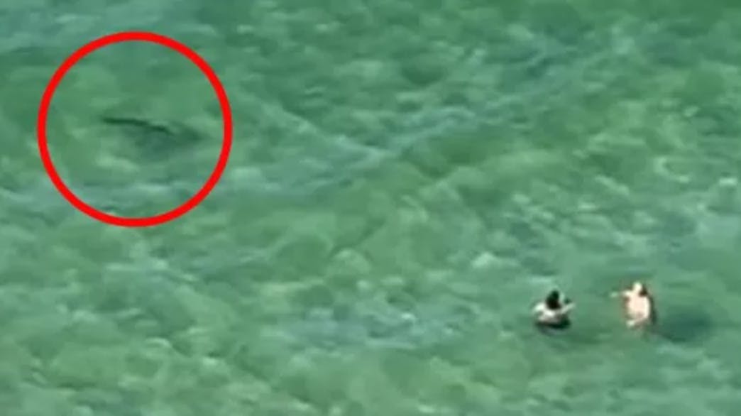 De seneste uger har Florida været ramt af flere hajangreb – alligevel går folk i vandet trods advarsler. Denne video viser, hvordan de badende ikke opdager, at der er en haj i nærheden.
