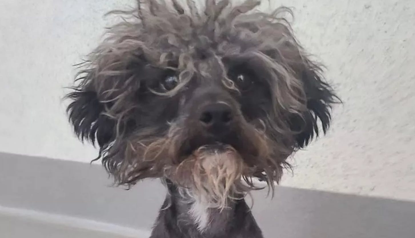 Lille Gizmo trængte til en tur til frisøren.&nbsp;