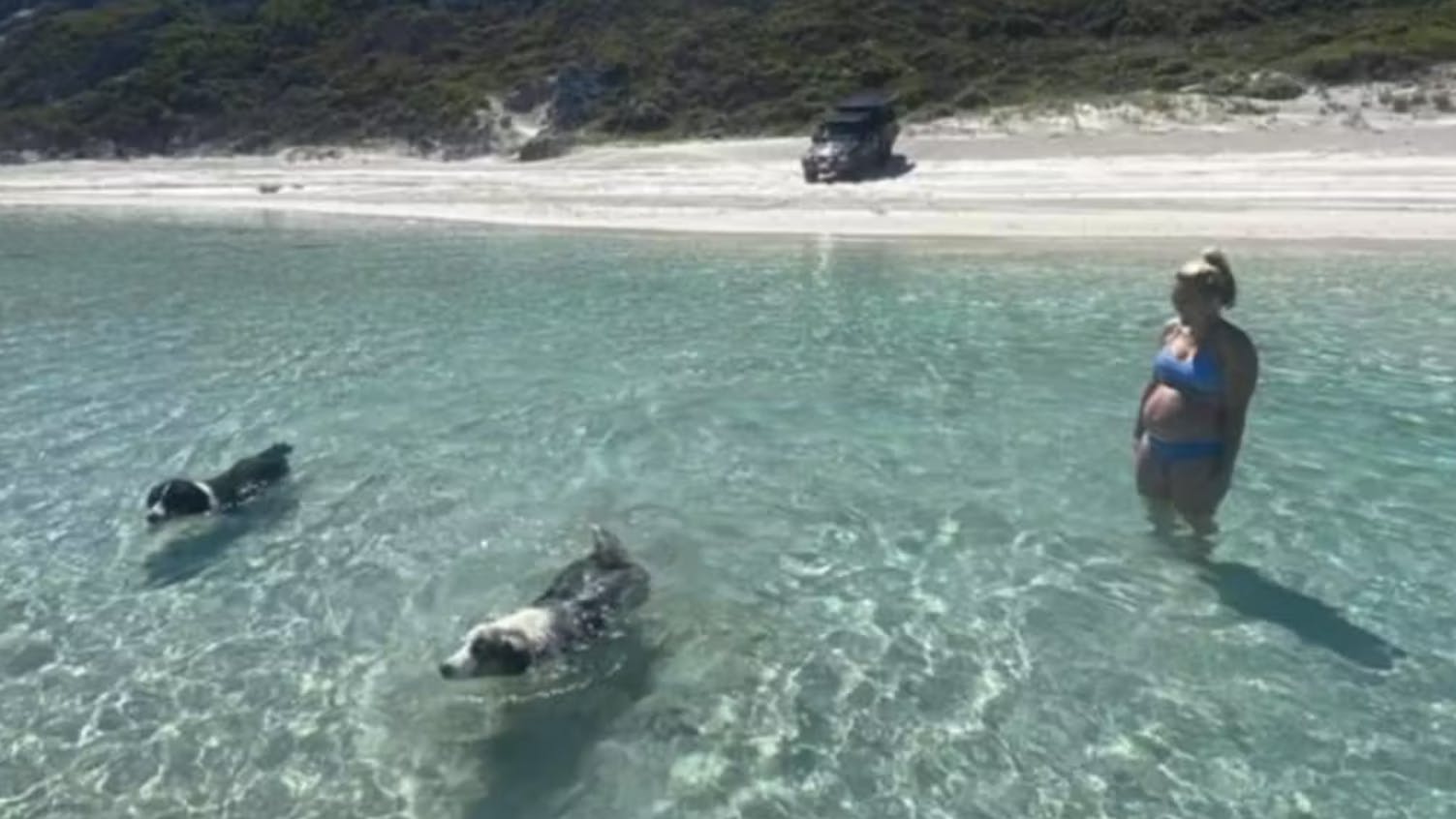En australsk hundeejer har delt det hjerteskærende billede, der viser hendes elskede hund kort inden den døde.