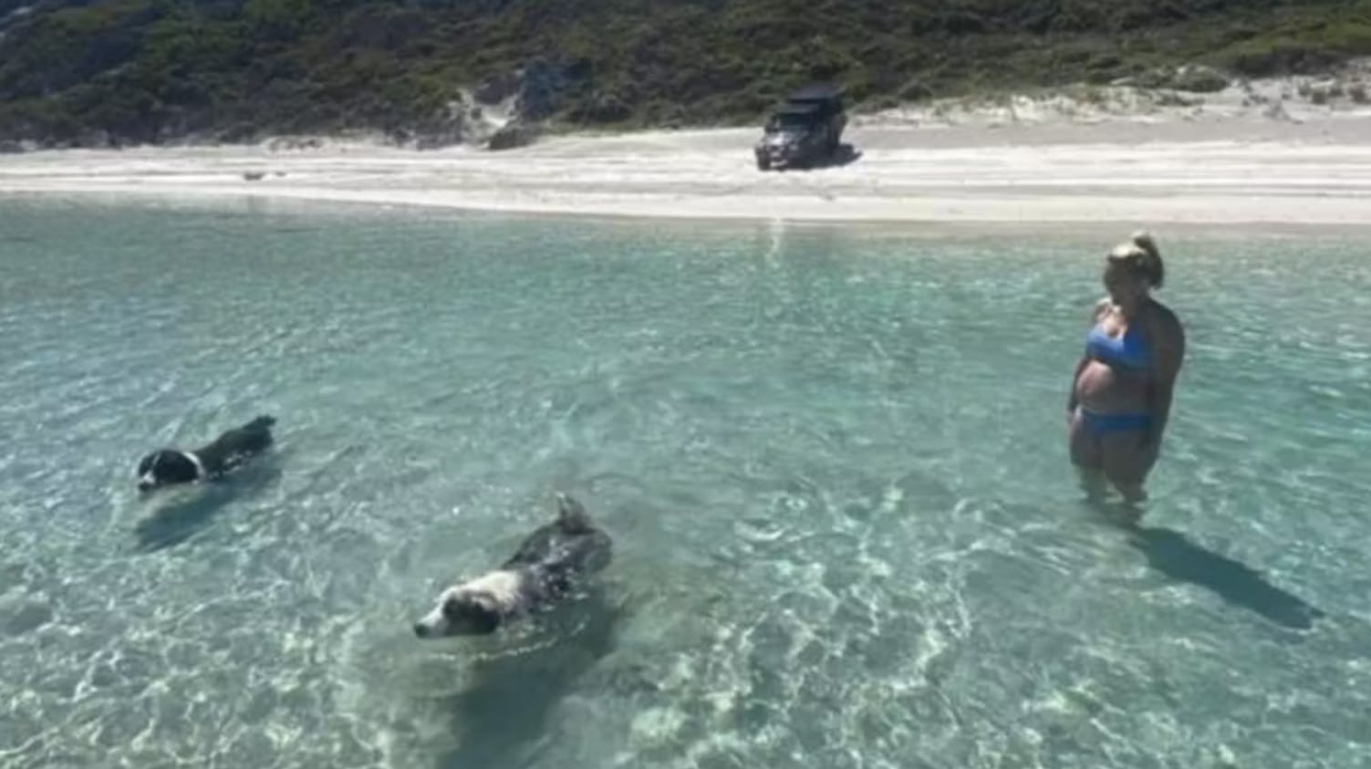 En australsk hundeejer har delt det hjerteskærende billede, der viser hendes elskede hund kort inden den døde.