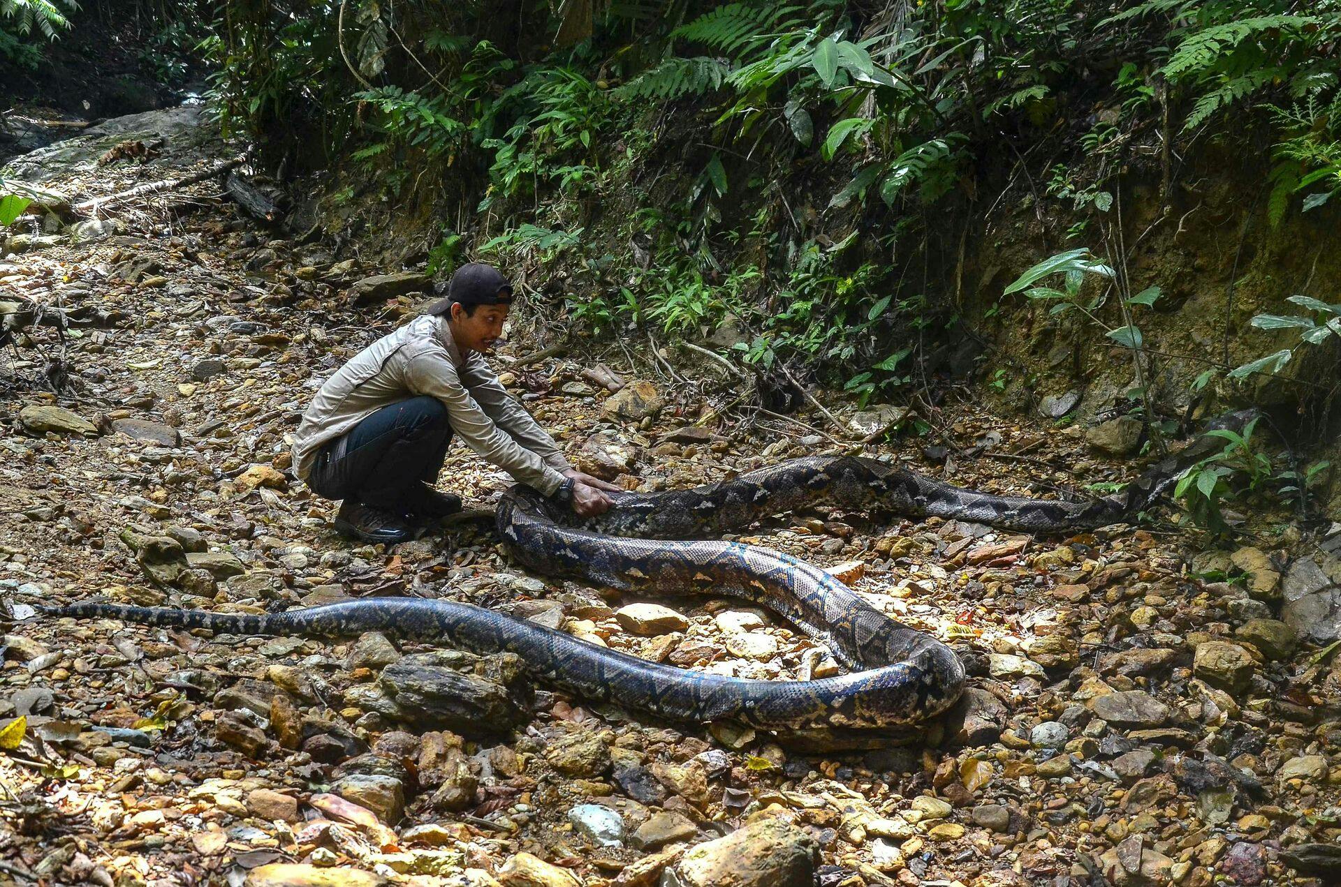 Det er sjældent, at slanger spiser mennesker, men det er alligevel sket flere gange i Indonesien. Senest tirsdag. Her ses en ni meter lang pytonslange, som i 2021 blev indfanget i landet.