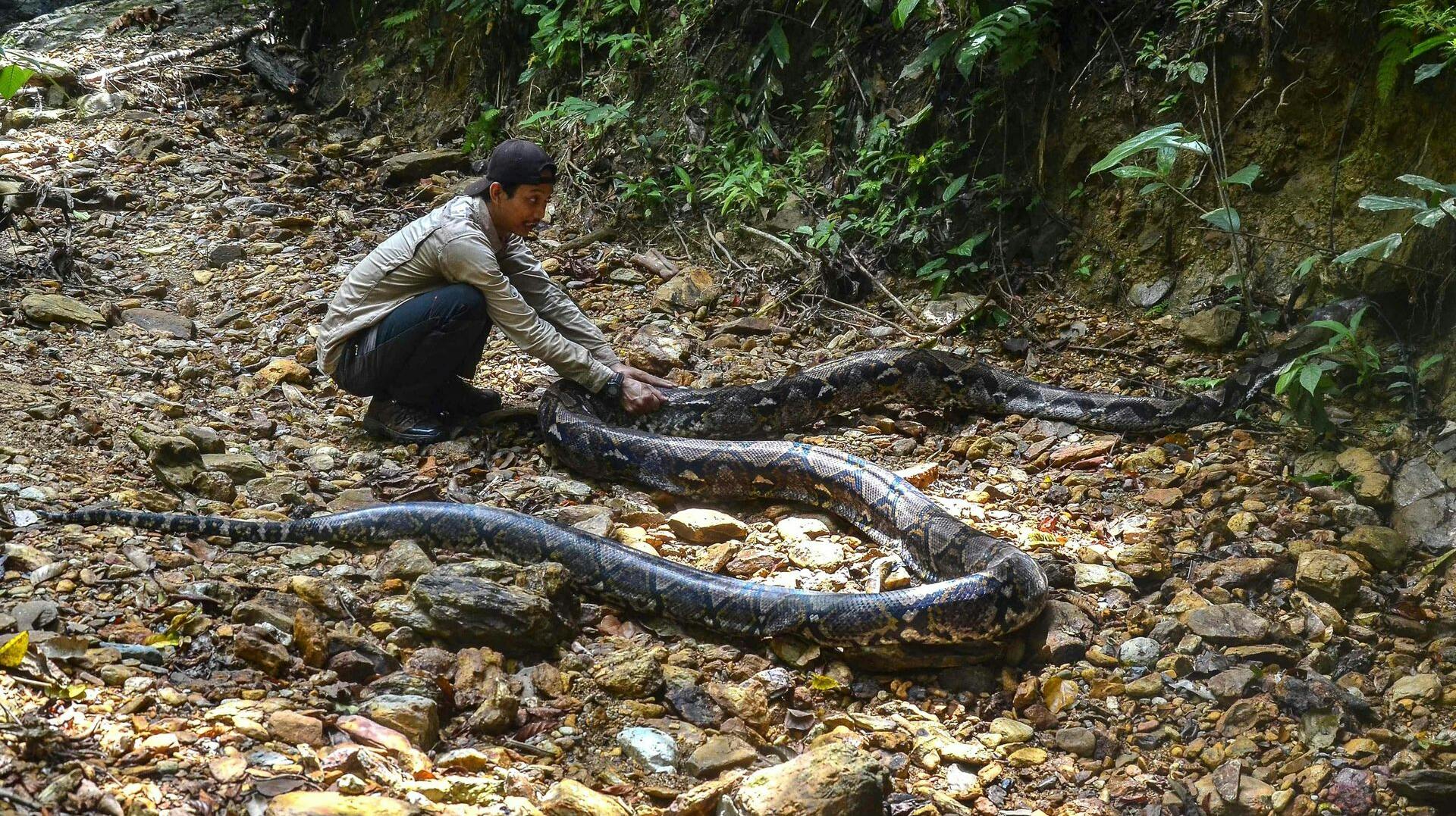 Det er sjældent, at slanger spiser mennesker, men det er alligevel sket flere gange i Indonesien. Senest tirsdag. Her ses en ni meter lang pytonslange, som i 2021 blev indfanget i landet.