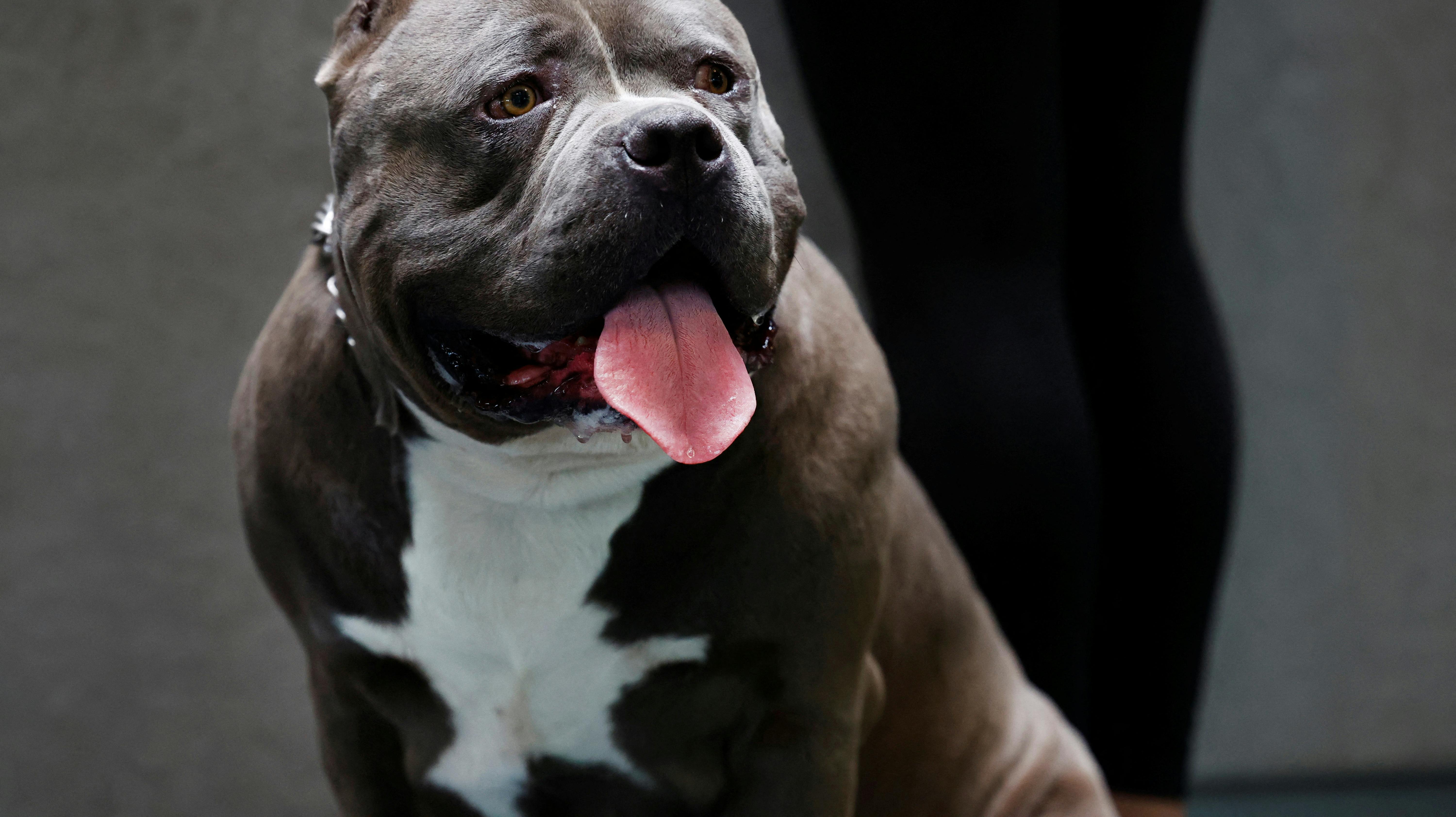 Det var en race som denne hund. Den er nu blevet aflivet.