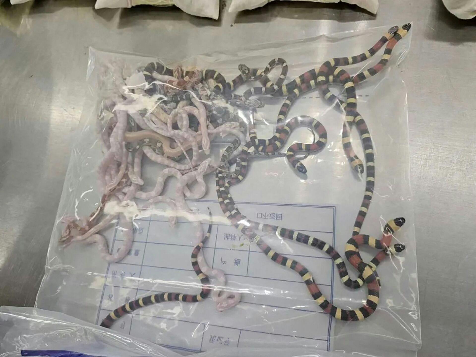 Her ses nogle af slangerne, som blev beslaglagt tidligere på måneden.