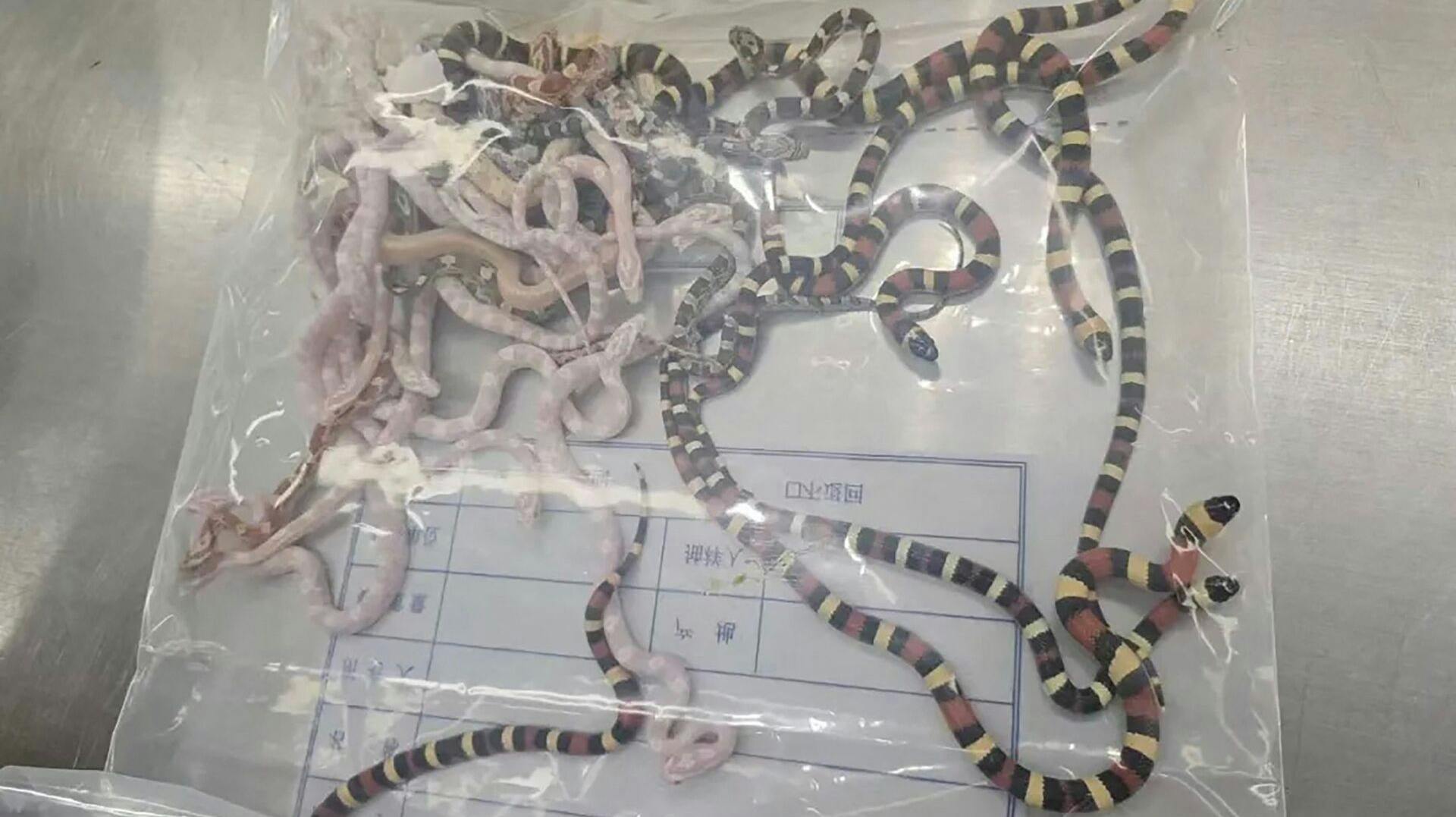 Her ses nogle af slangerne, som blev beslaglagt tidligere på måneden.