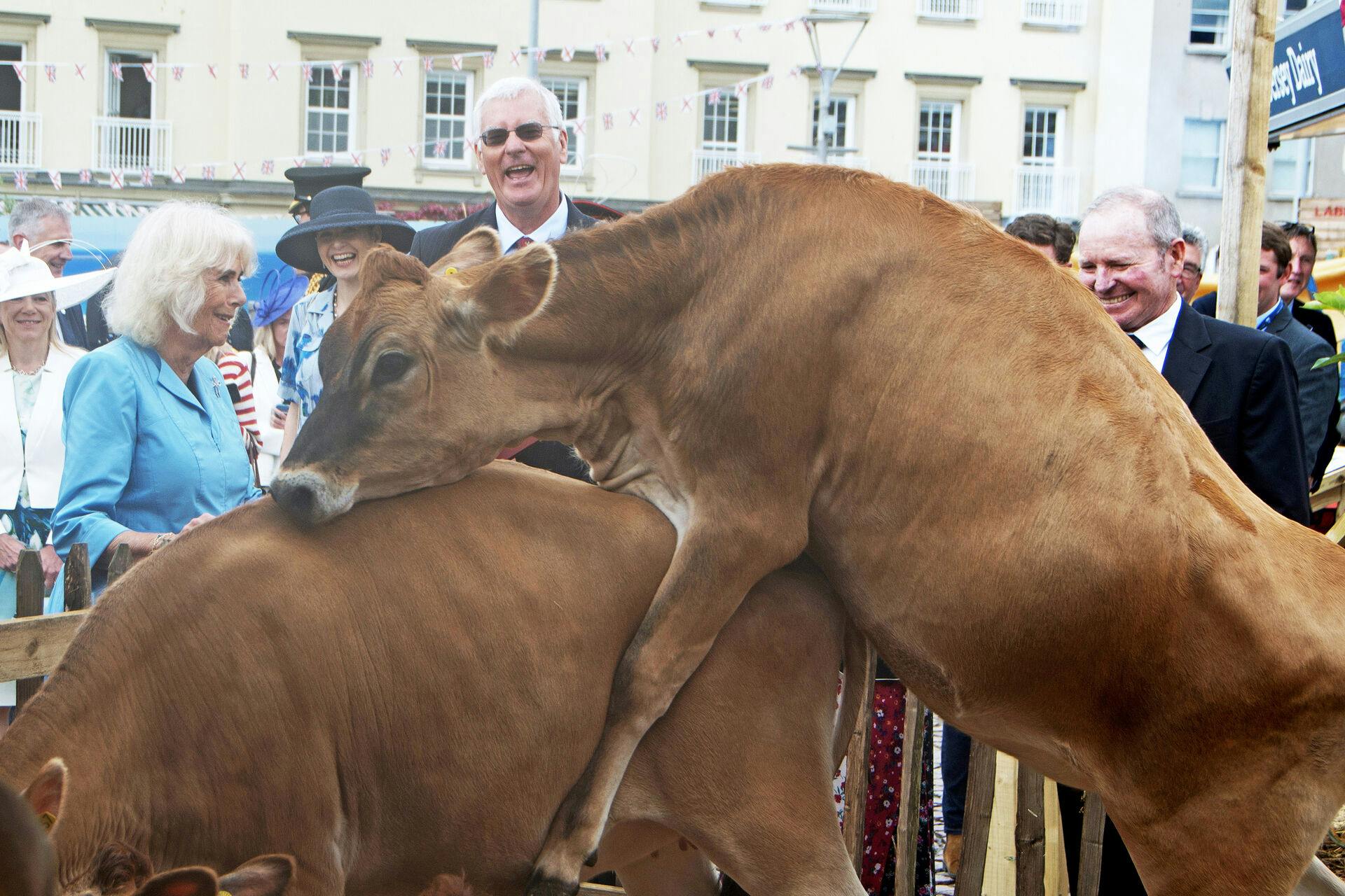 Det bragte store smil frem hos de fremmødte, da køerne begyndte at parre sig midt i det hele - heriblandt dronning Camilla, der ses til venstre iført en blå kjole.