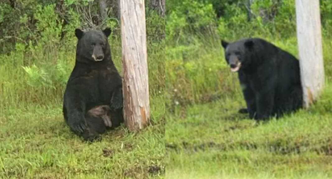 Sådan ser bjørnen ud, som politiet nu opfordrer lidt for interesserede lokale til at holde sig fra.