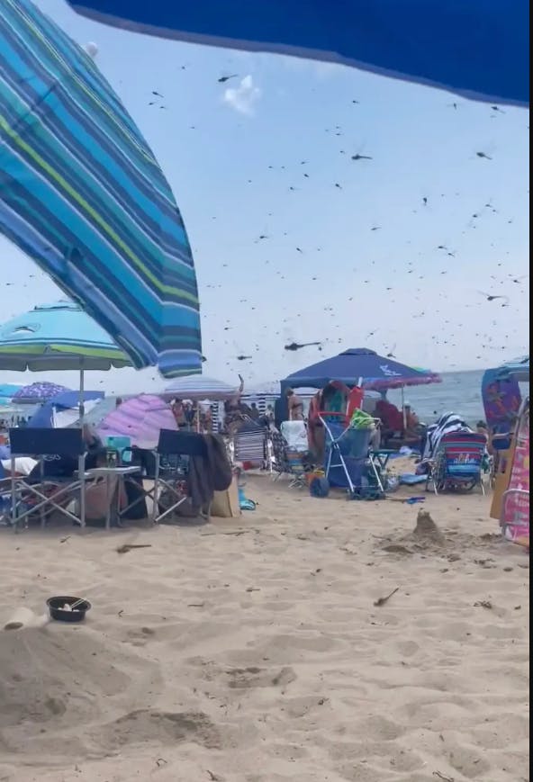 Strandgæster måtte i weekenden flygte fra både liggestole og parasoller, da tusindvis af store guldsmede pludselig indtog den såkaldte Misquamicut Beach på Rhode Island.