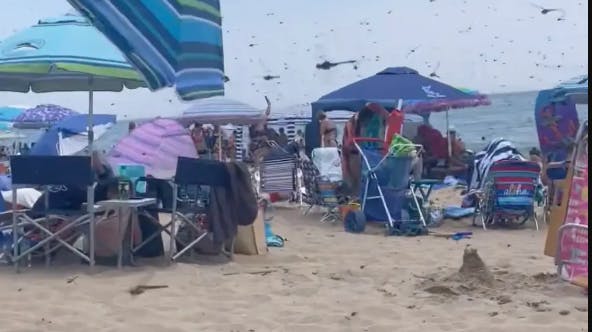 Strandgæster måtte i weekenden flygte fra både liggestole og parasoller, da tusindvis af store guldsmede pludselig indtog den såkaldte Misquamicut Beach på Rhode Island.