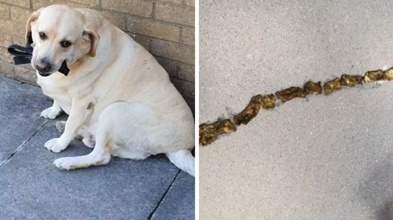 Brians hund er glad for det meste - også hundesnore tilsyneladende. 