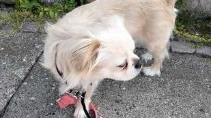 Nordjyllands Politi søger ejeren til denne hund.