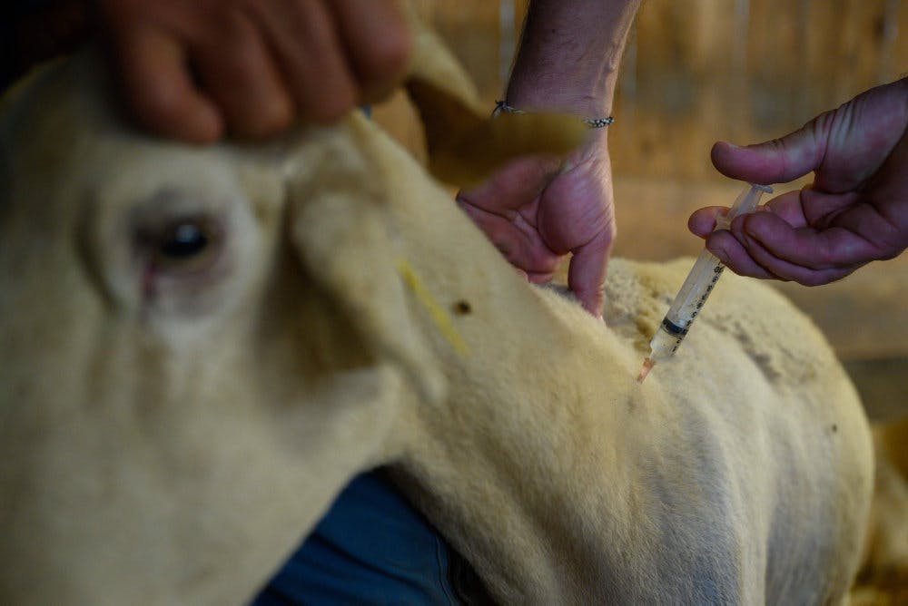 5000 vaccinedoser skal i første omgang bruges i bekæmpelsen af drøvtyggersygdommen bluetongue herhjemme. Billedet her er fra Frankrig, hvor sygdommen også hærger.