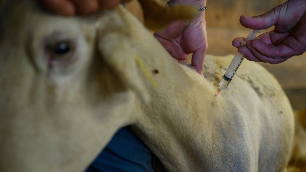 5000 vaccinedoser skal i første omgang bruges i bekæmpelsen af drøvtyggersygdommen bluetongue herhjemme. Billedet her er fra Frankrig, hvor sygdommen også hærger.