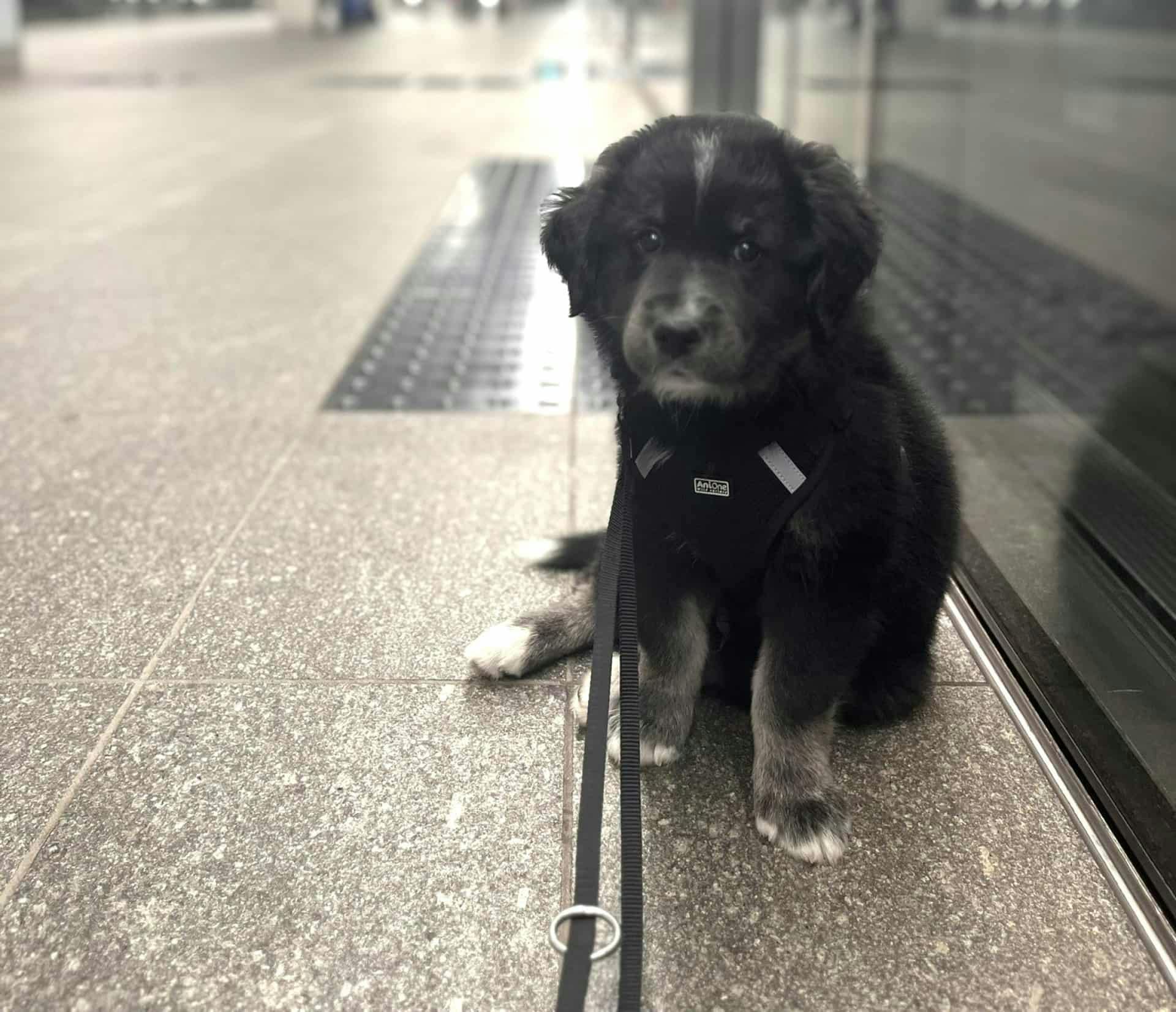 Lille Darcy blødte voldsomt efter den skæbnessvangre gåtur, og hans liv stod ikke til at redde.