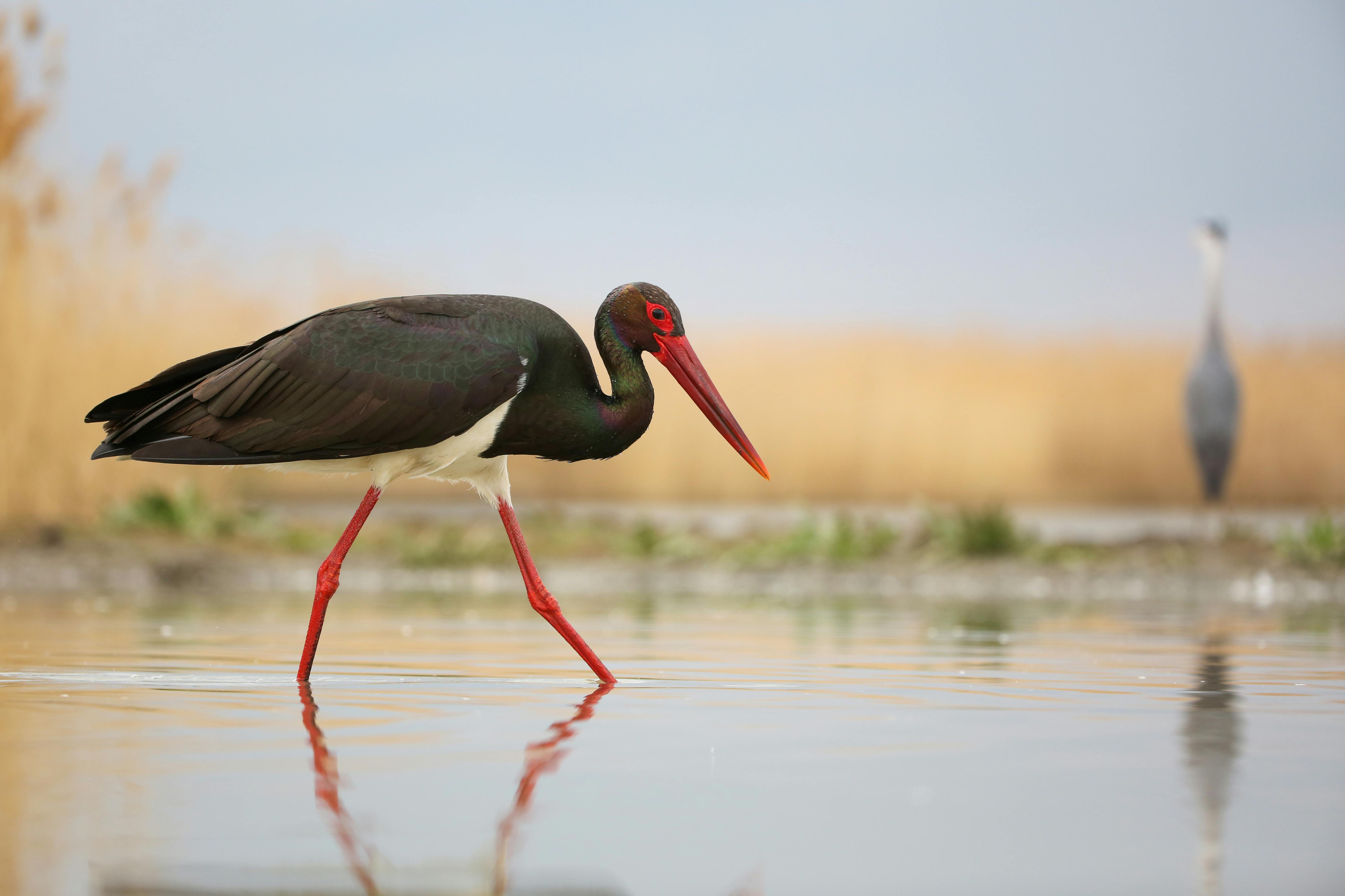 Storken på billedet her er en sort stork, men den er ikke en af de sorte storke, der er blevet spottet i Danmark. (Arkivfoto).