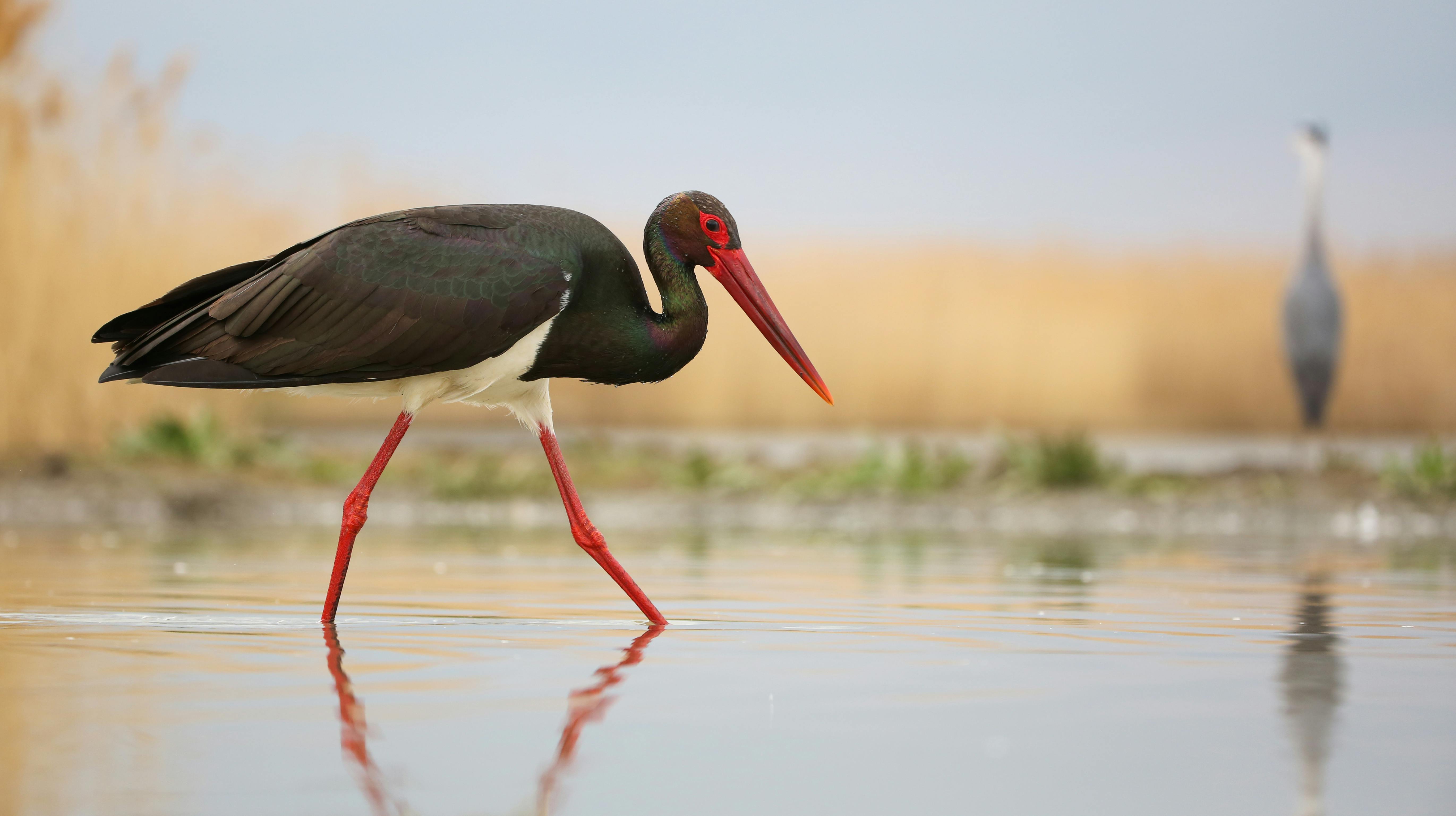 Storken på billedet her er en sort stork, men den er ikke en af de sorte storke, der er blevet spottet i Danmark. (Arkivfoto).