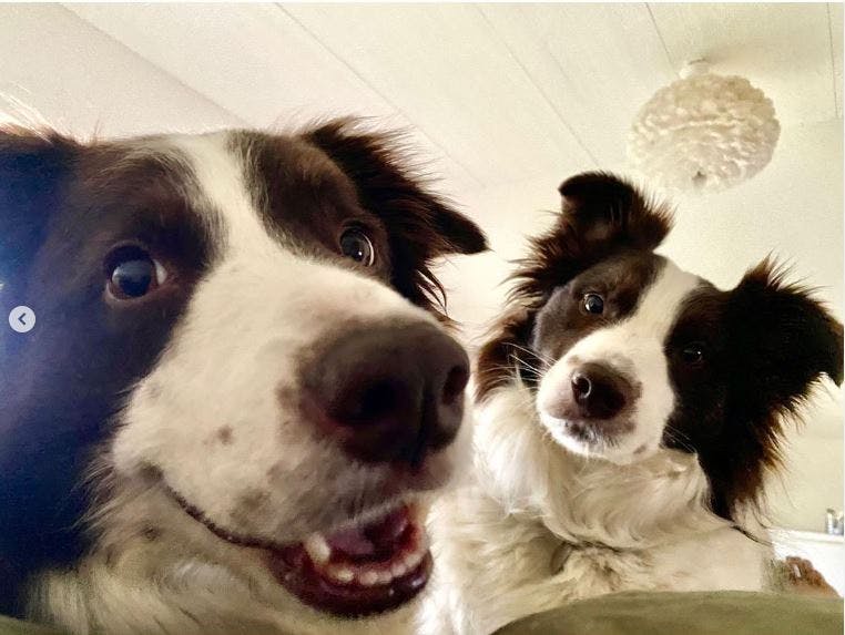 https://imgix.seoghoer.dk/2024-08-27/Marys-hunde.JPG